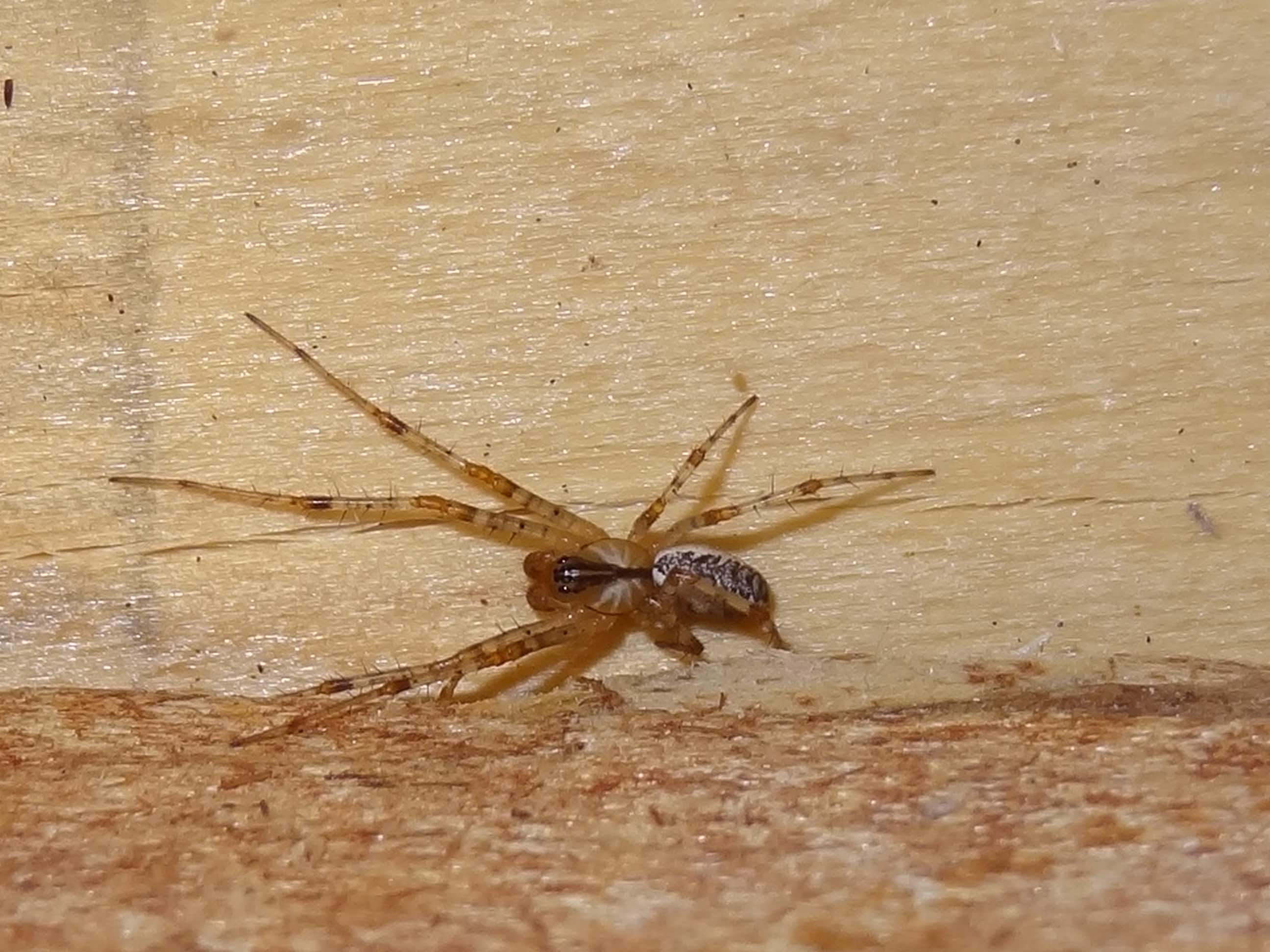 Male Pityohyphantes (Hammock Spiders) in Island Park, Idaho United States
