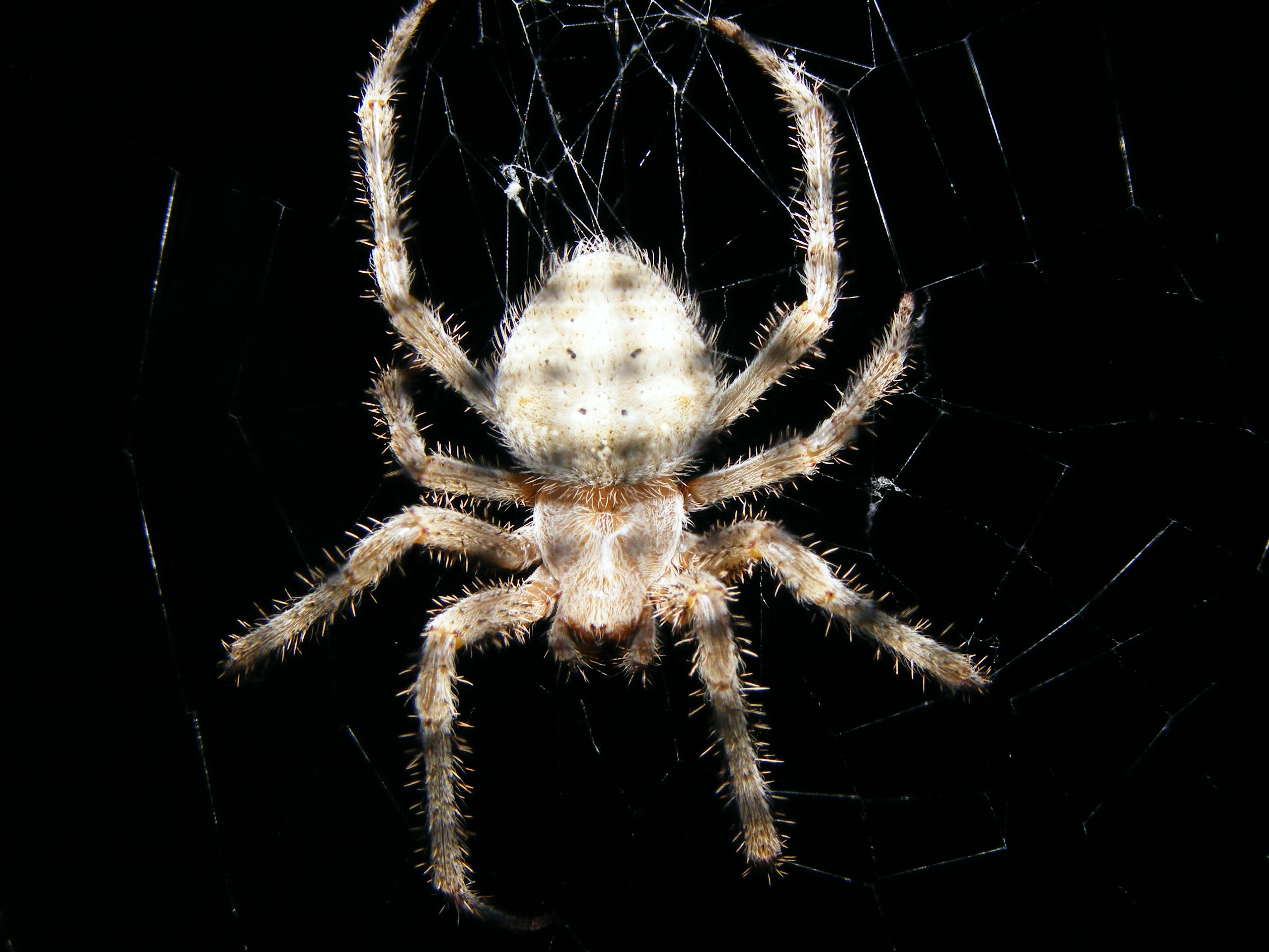 Araneus cavaticus (Barn Orbweaver Spider) in Spencerville, Ontario Canada