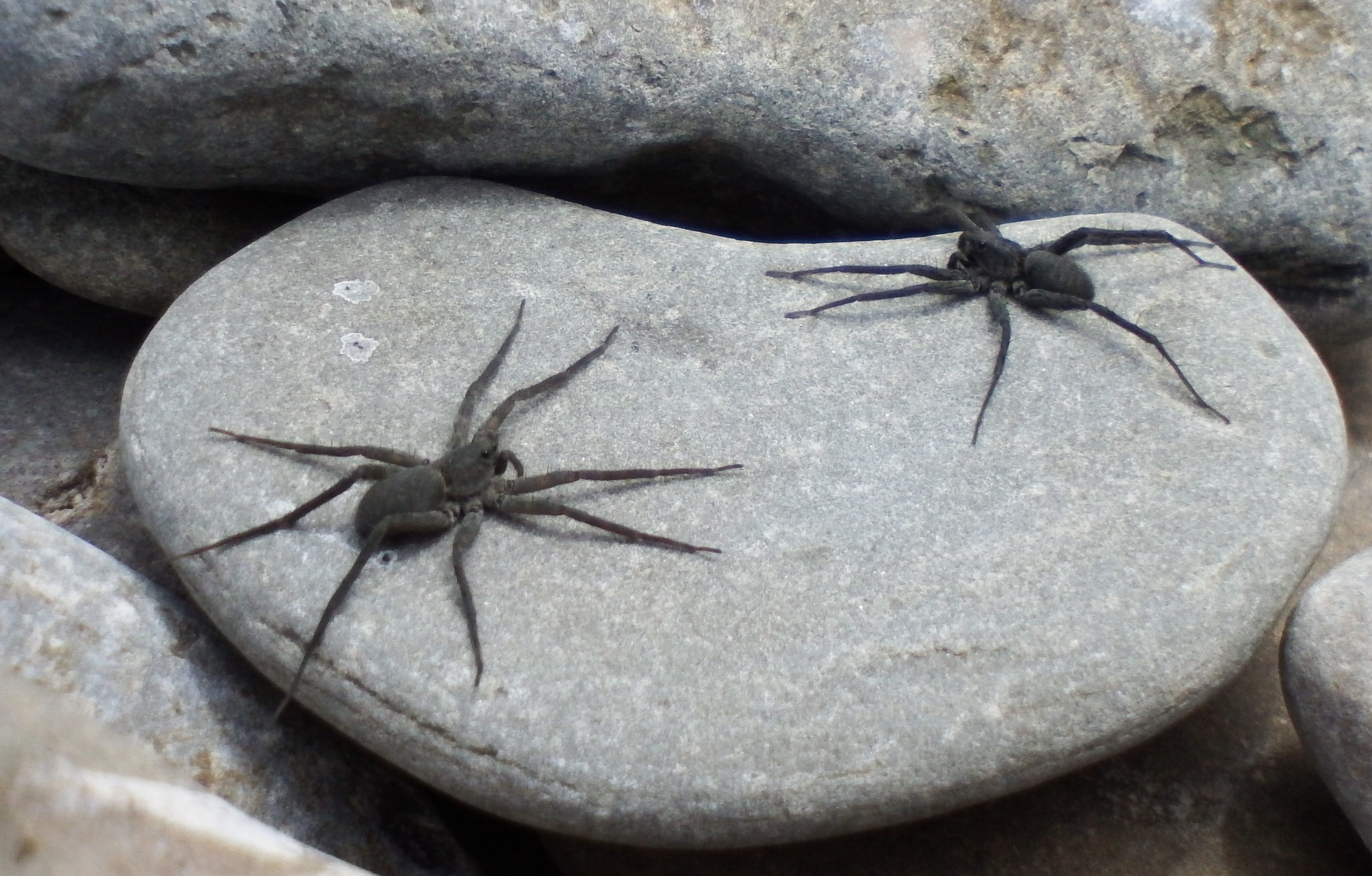 Pardosa (Thinlegged Wolf Spiders) in Toronto, Ontario Canada