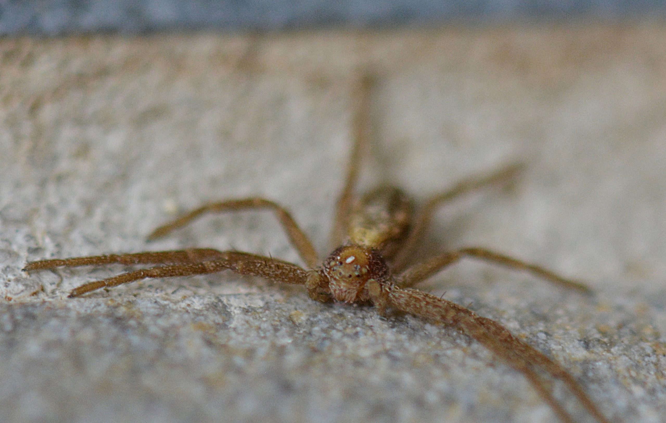 Unidentified spider in Alaska United States