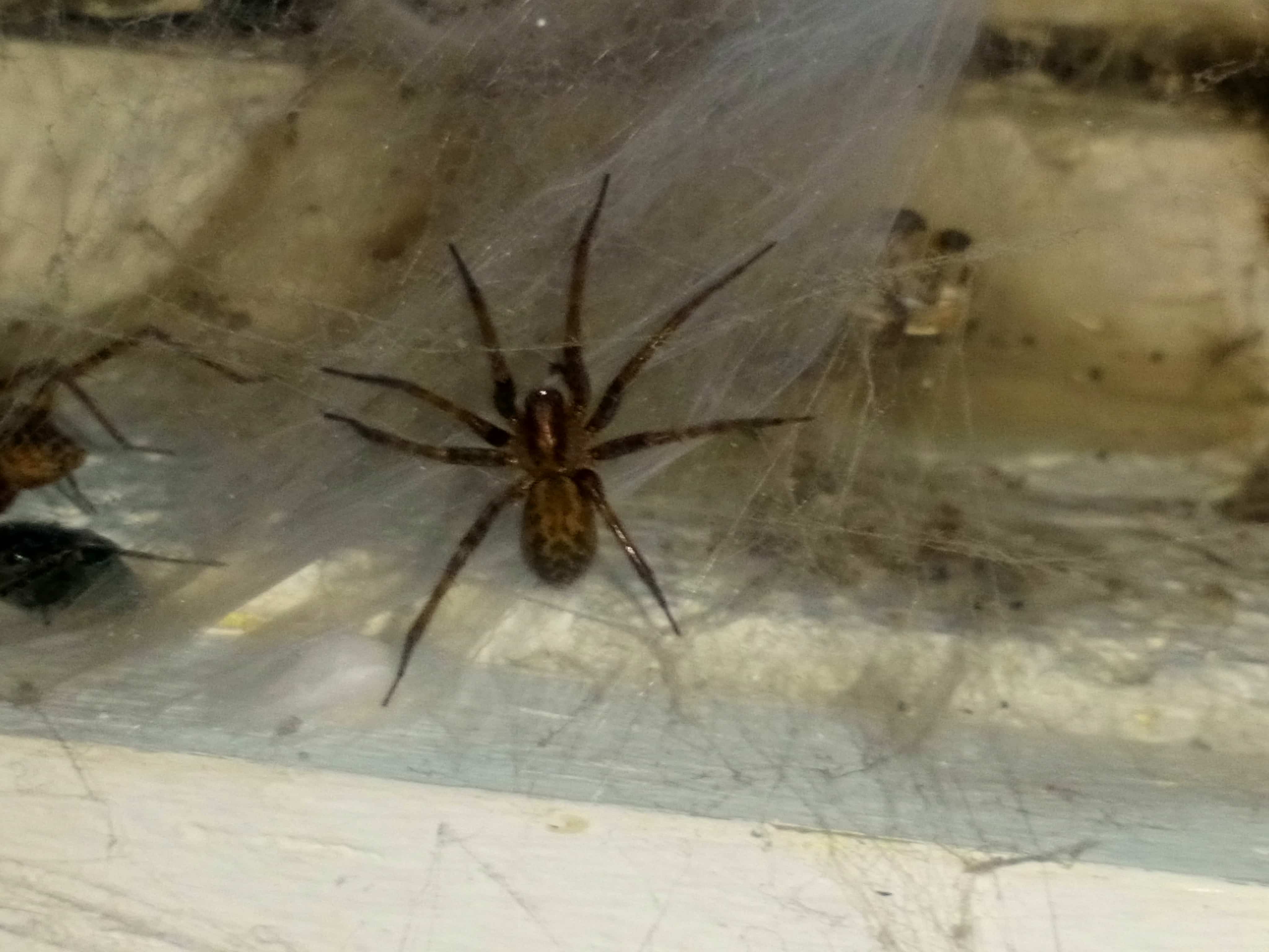 Tegenaria domestica (Barn Funnel Weaver) in Woodstock, Ontario Canada