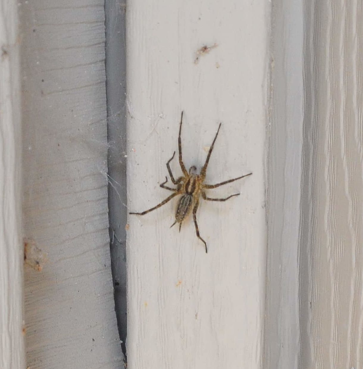 Agelenopsis (Grass Spiders) in CORTLAND, Ohio United States