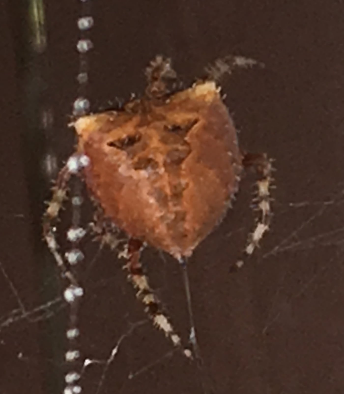 Unidentified spider in Jamestown , North Dakota United States