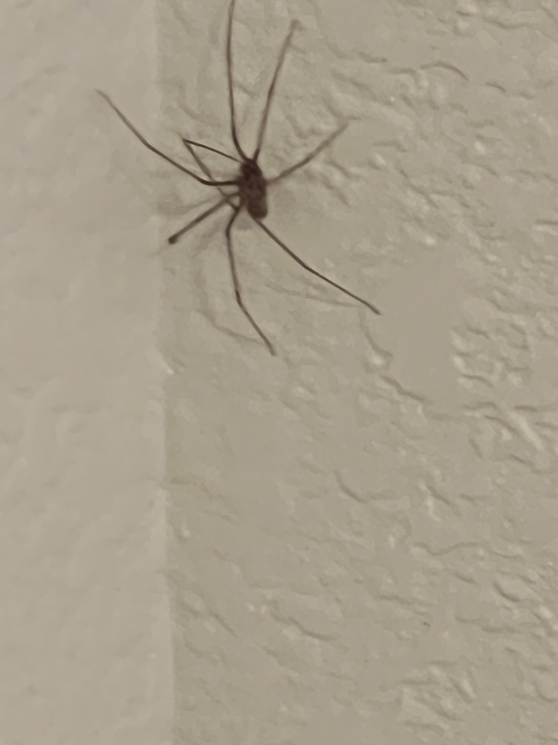 Unidentified spider in Yuma, Arizona United States