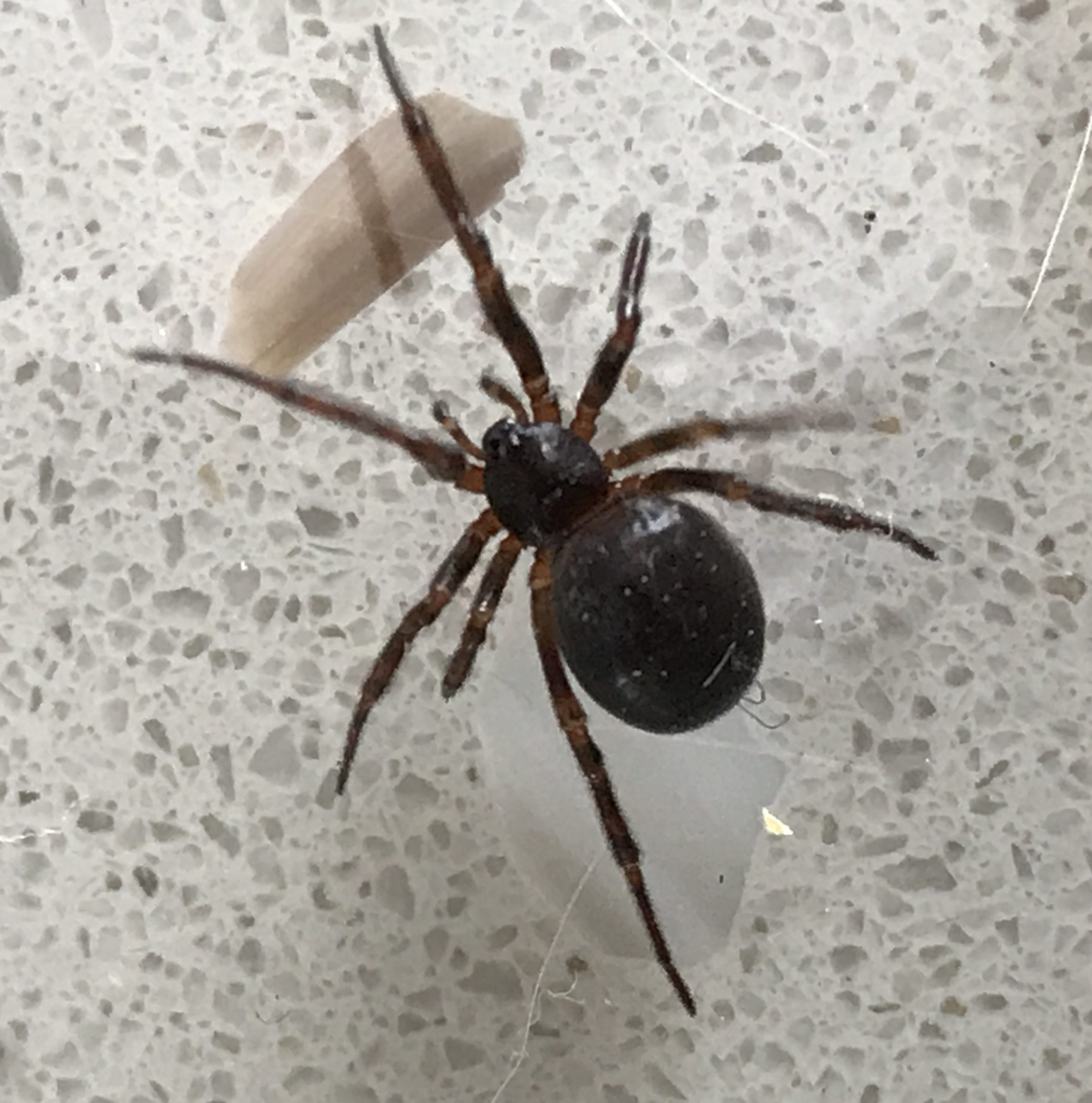 Steatoda borealis in Calgary, Alberta Canada