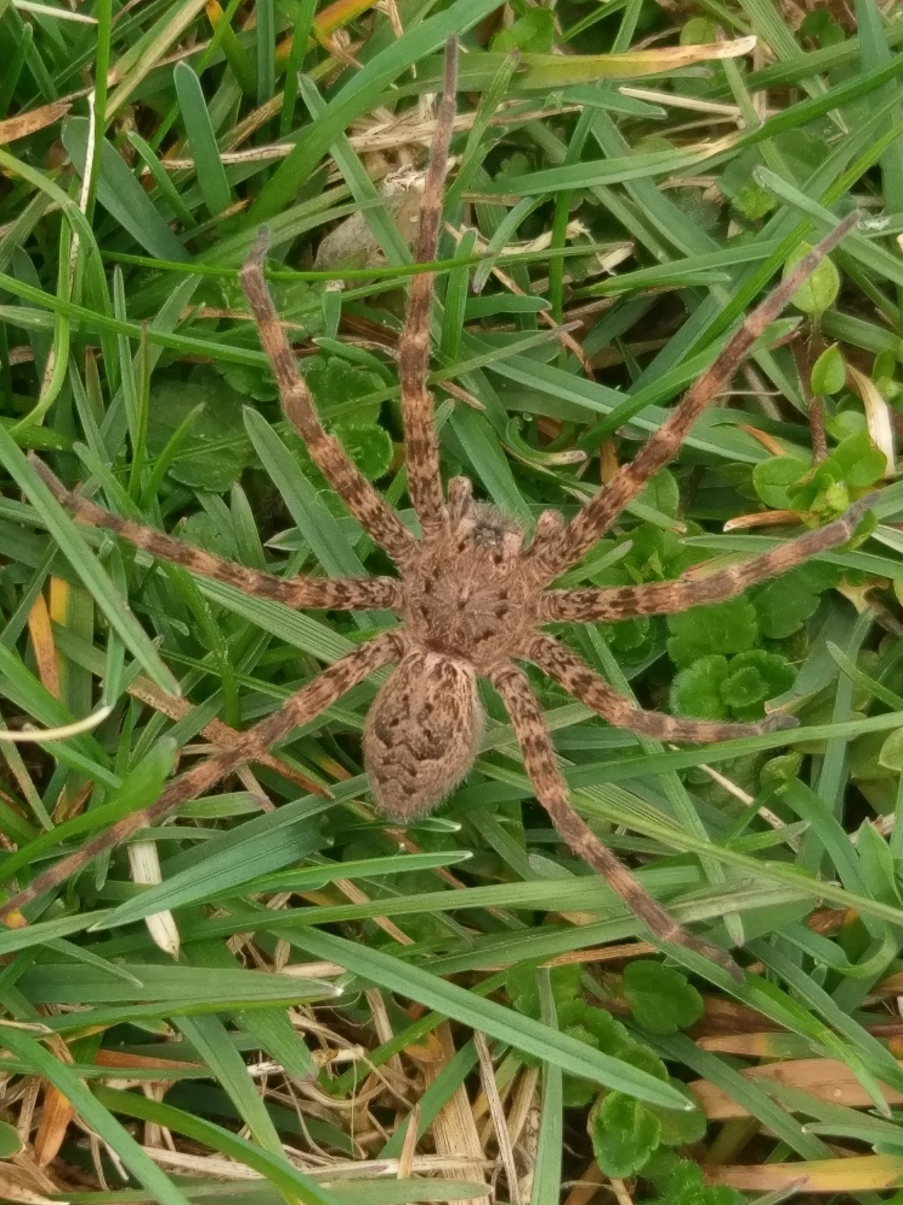 Dolomedes tenebrosus (Dark Fishing Spider) in BROOKS, Kentucky United