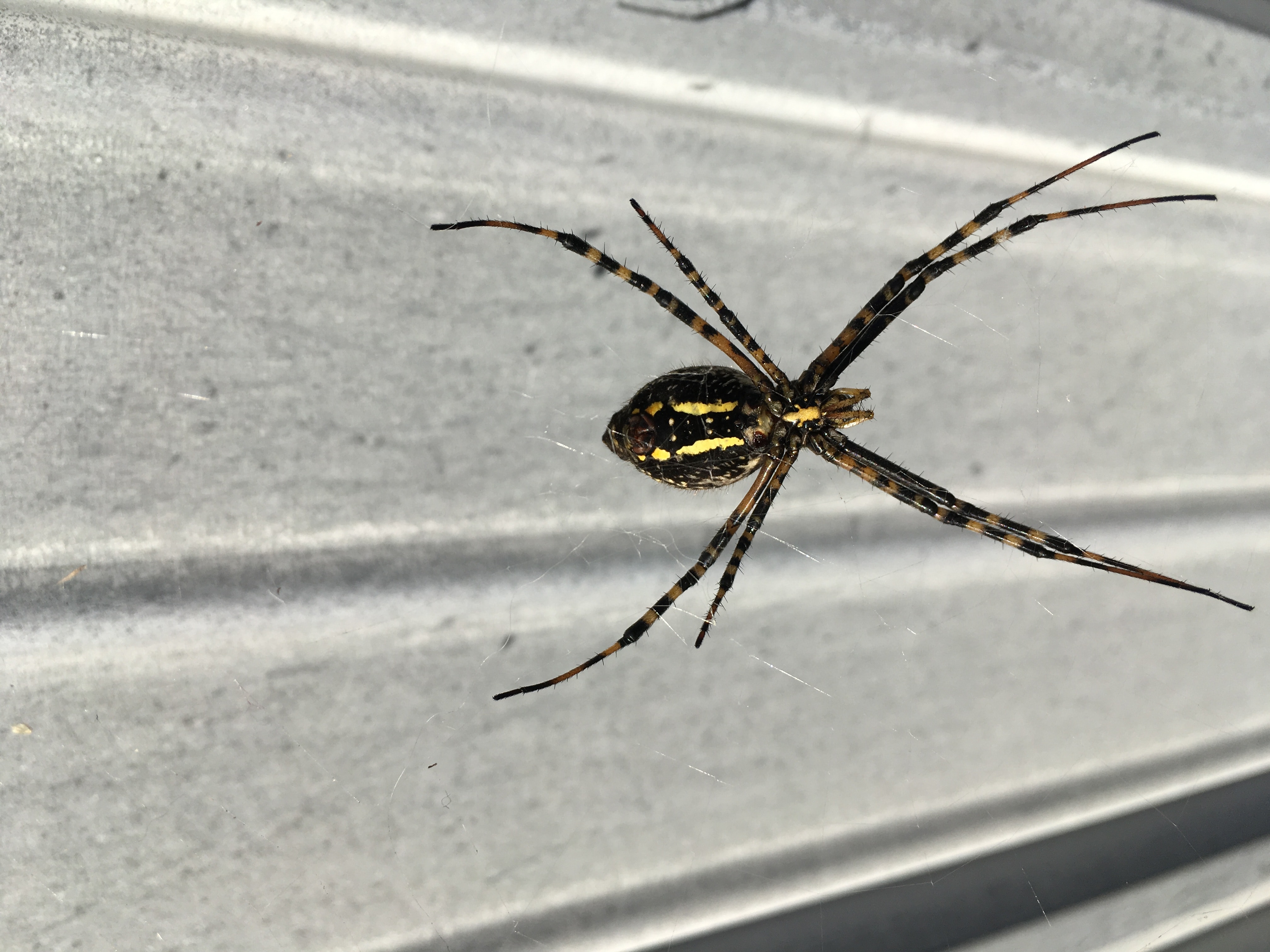 Unidentified spider in Indiana United States