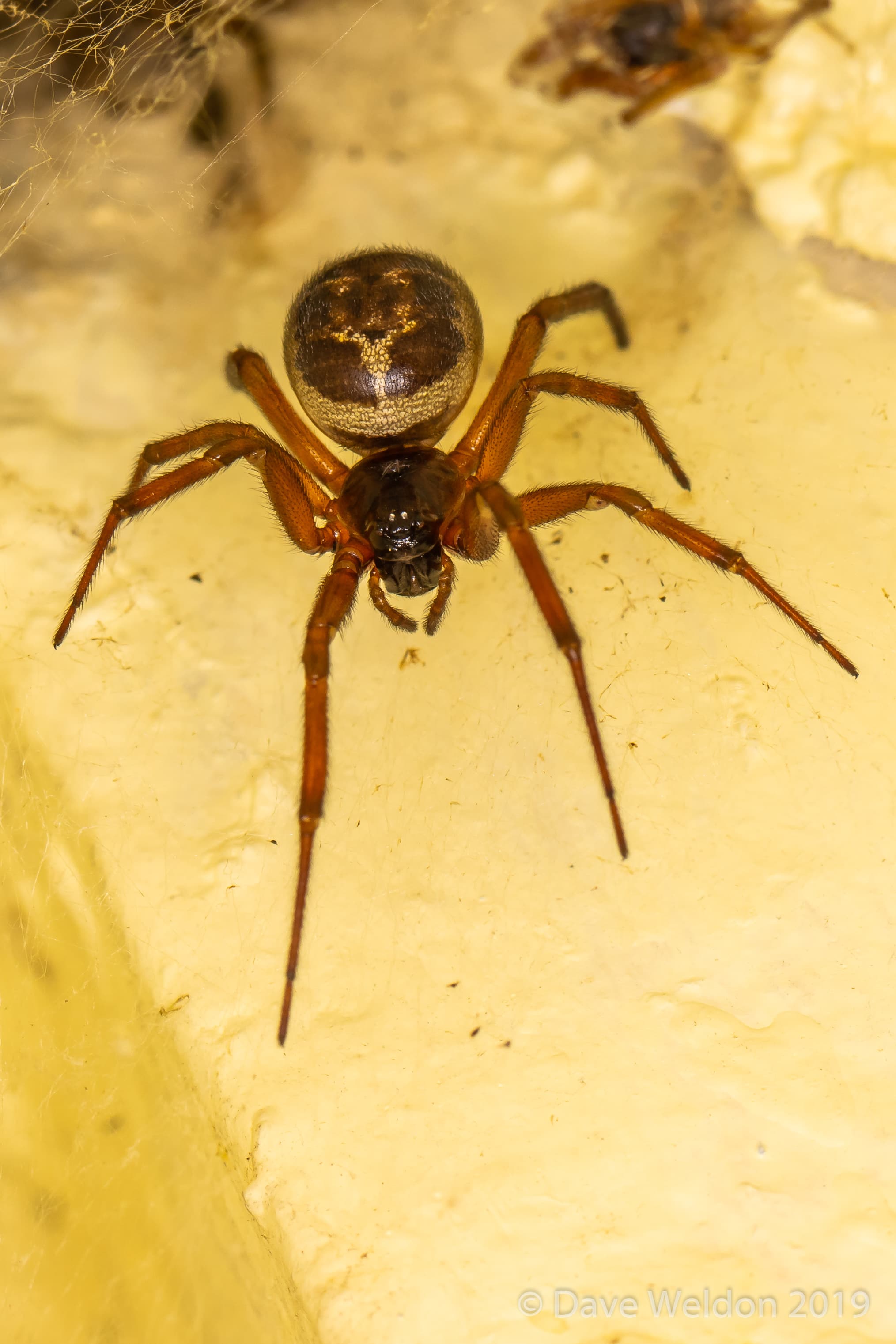 Unidentified spider in Manhattan Beach, California United States