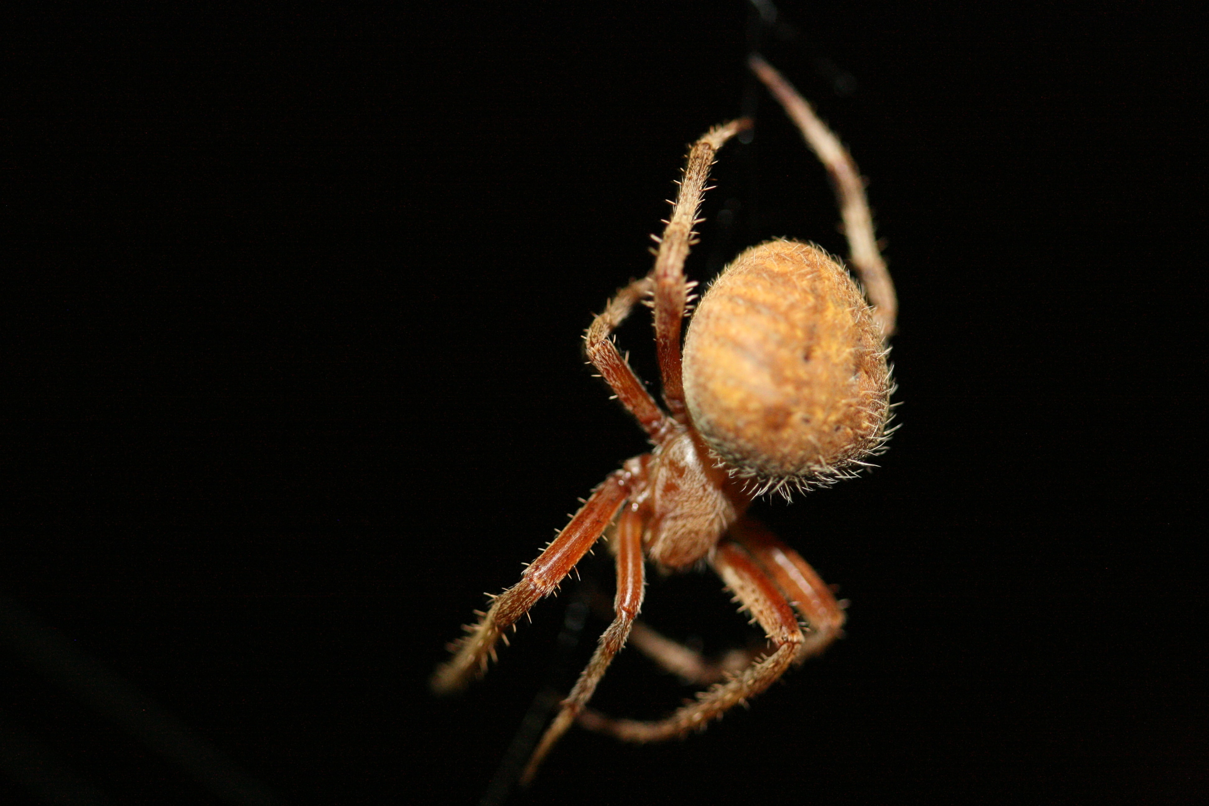 Female Neoscona crucifera (Hentz Orbweaver) in San Jose, California