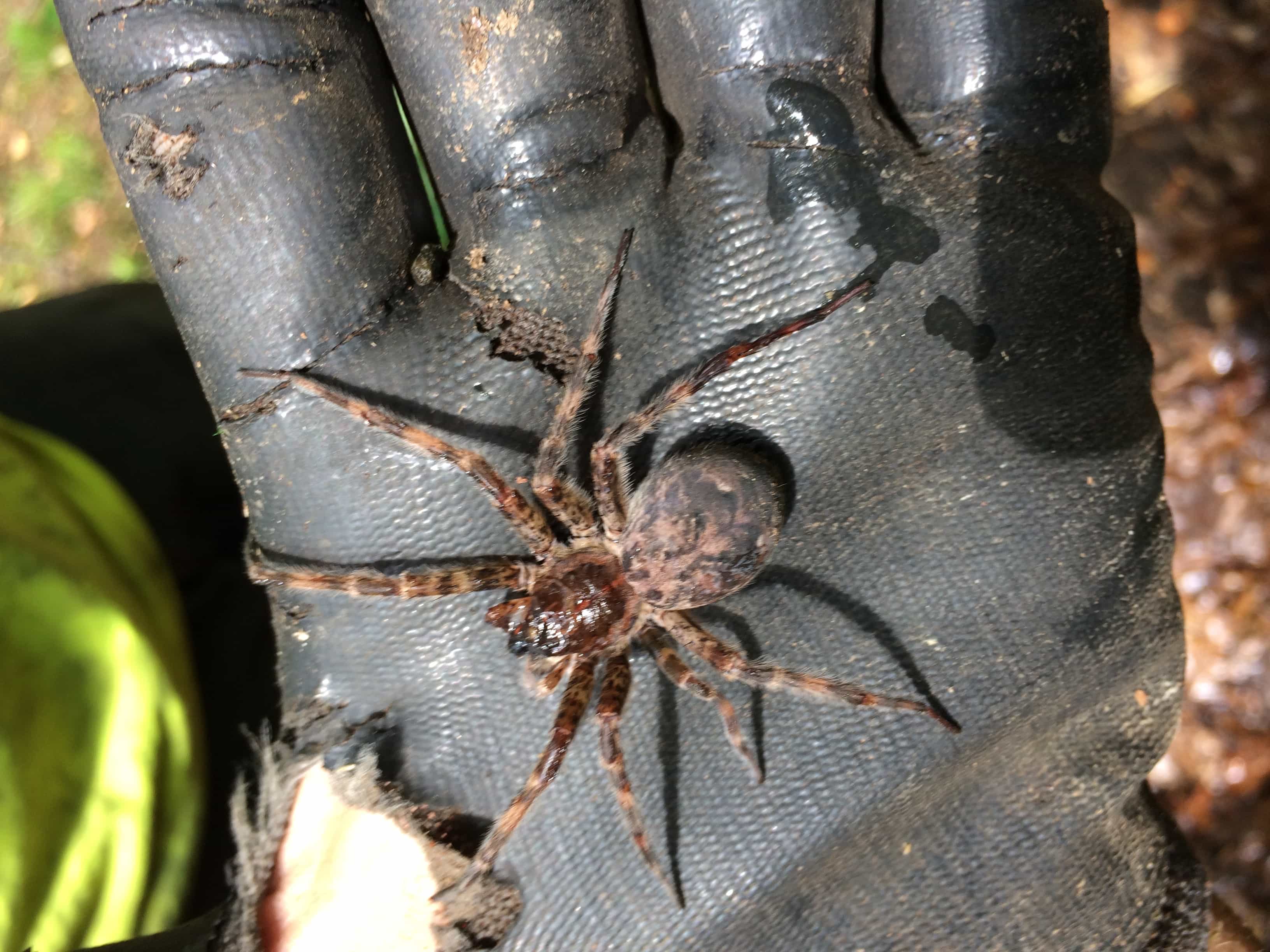 Dolomedes tenebrosus (Dark Fishing Spider) in West Virginia
