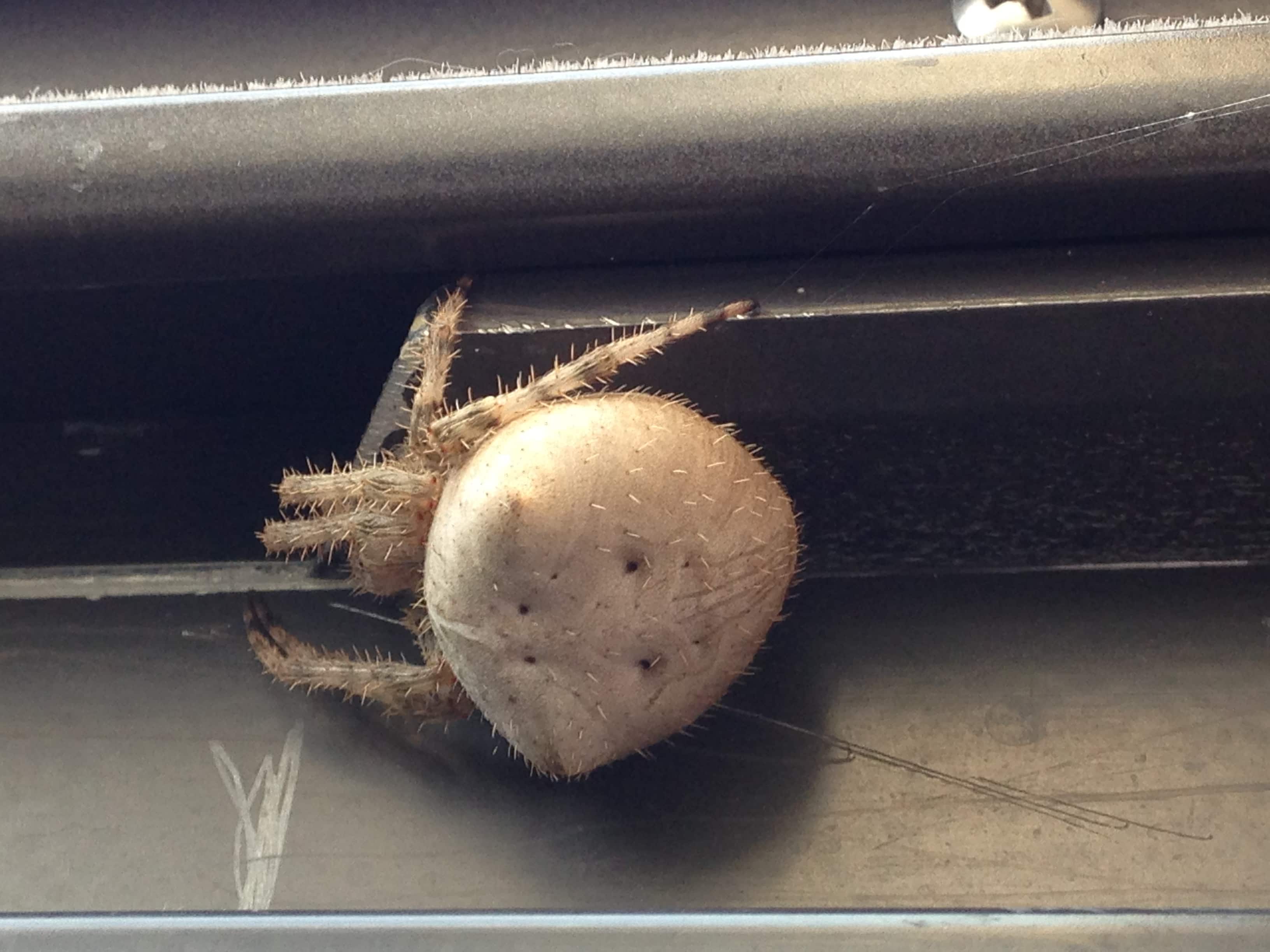 Unidentified spider in Box Elder, South Dakota United States