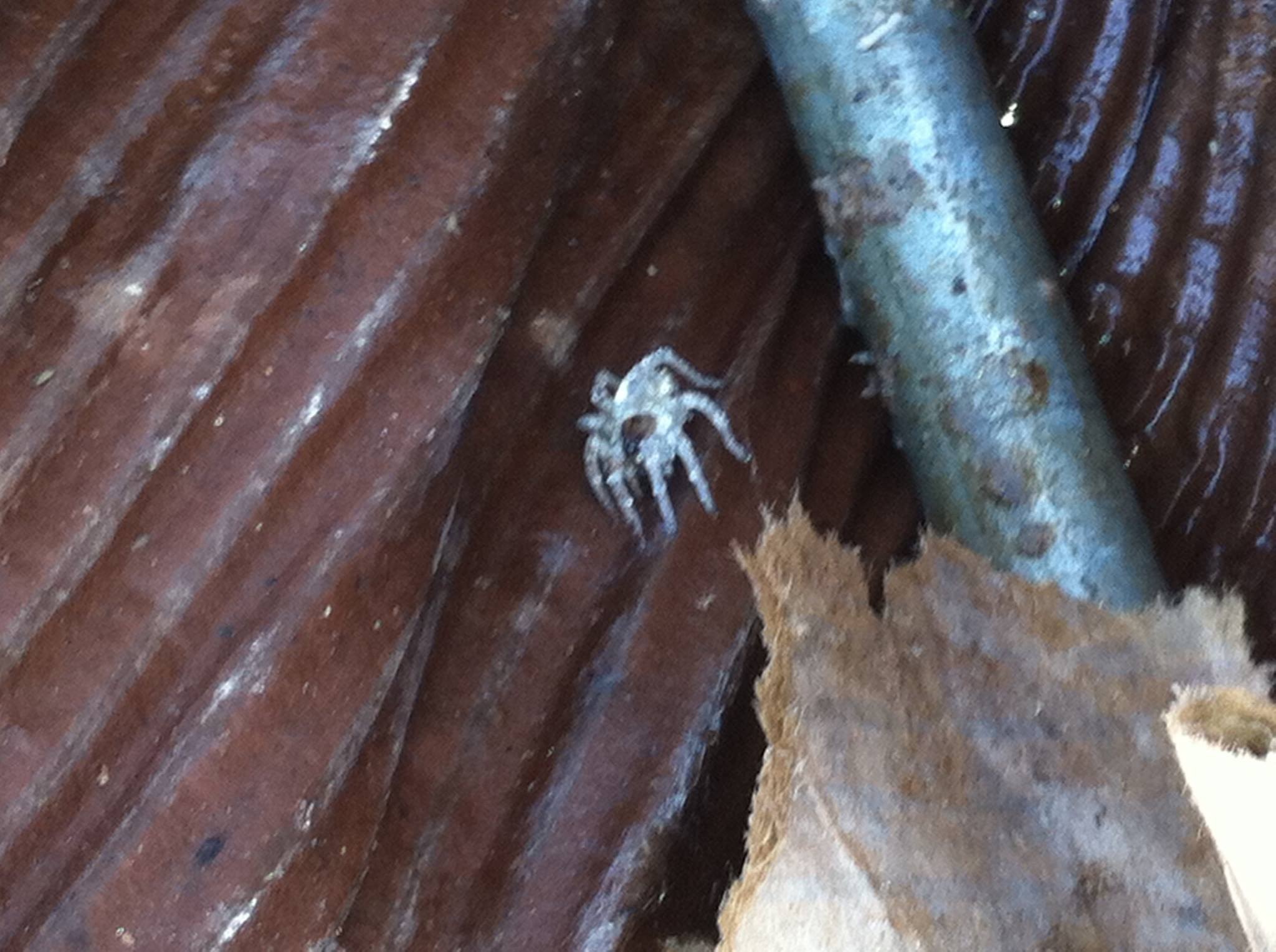 Fungus Ridden (Wolf Spiders) in West Virginia United States