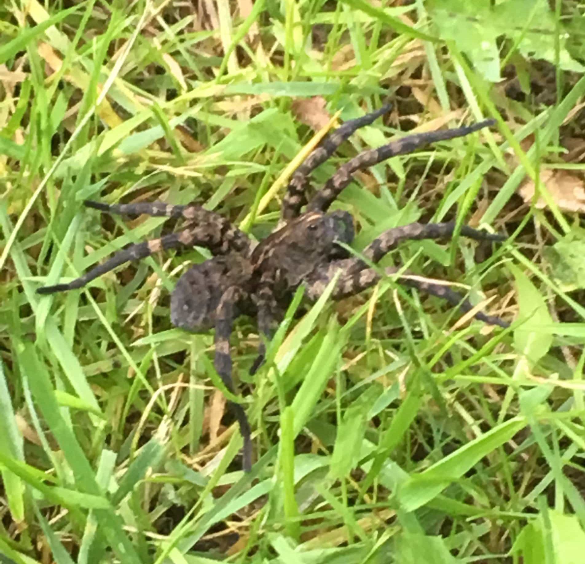Tigrosa aspersa (Tiger Wolf Spider) in MONROVIA, Indiana United States