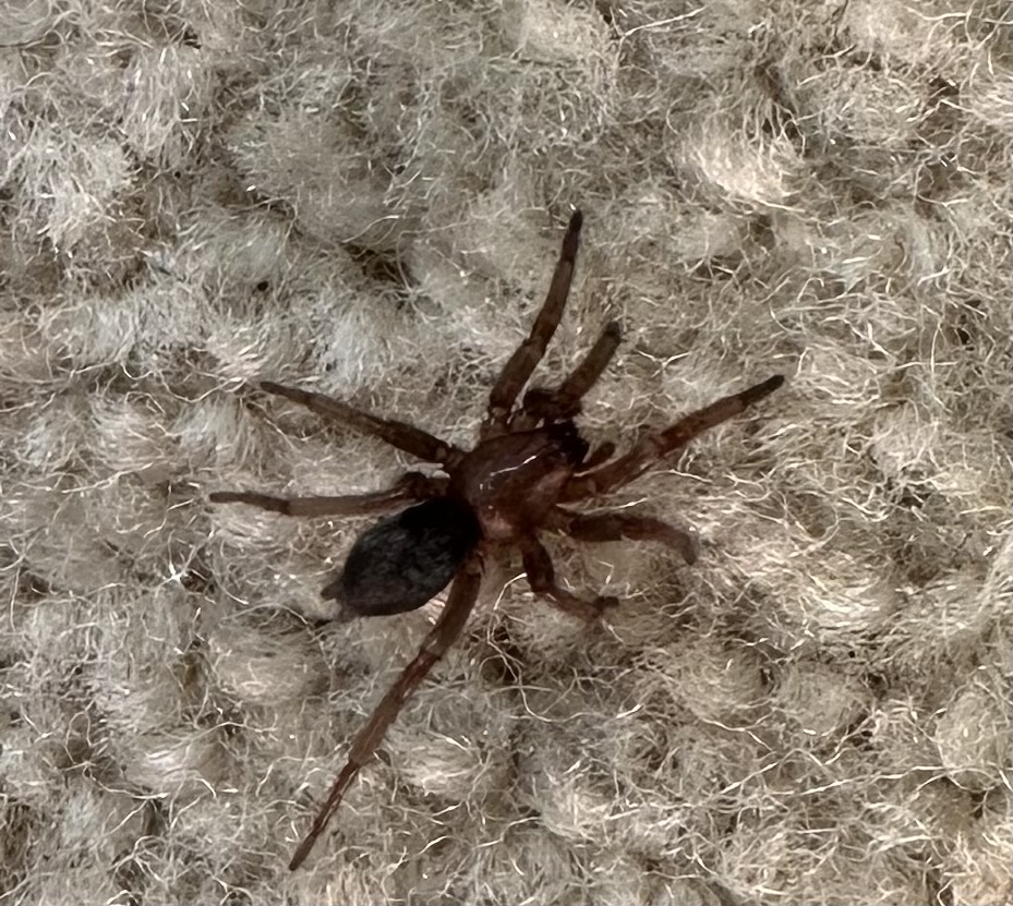 Unidentified spider in Salem, Oregon United States