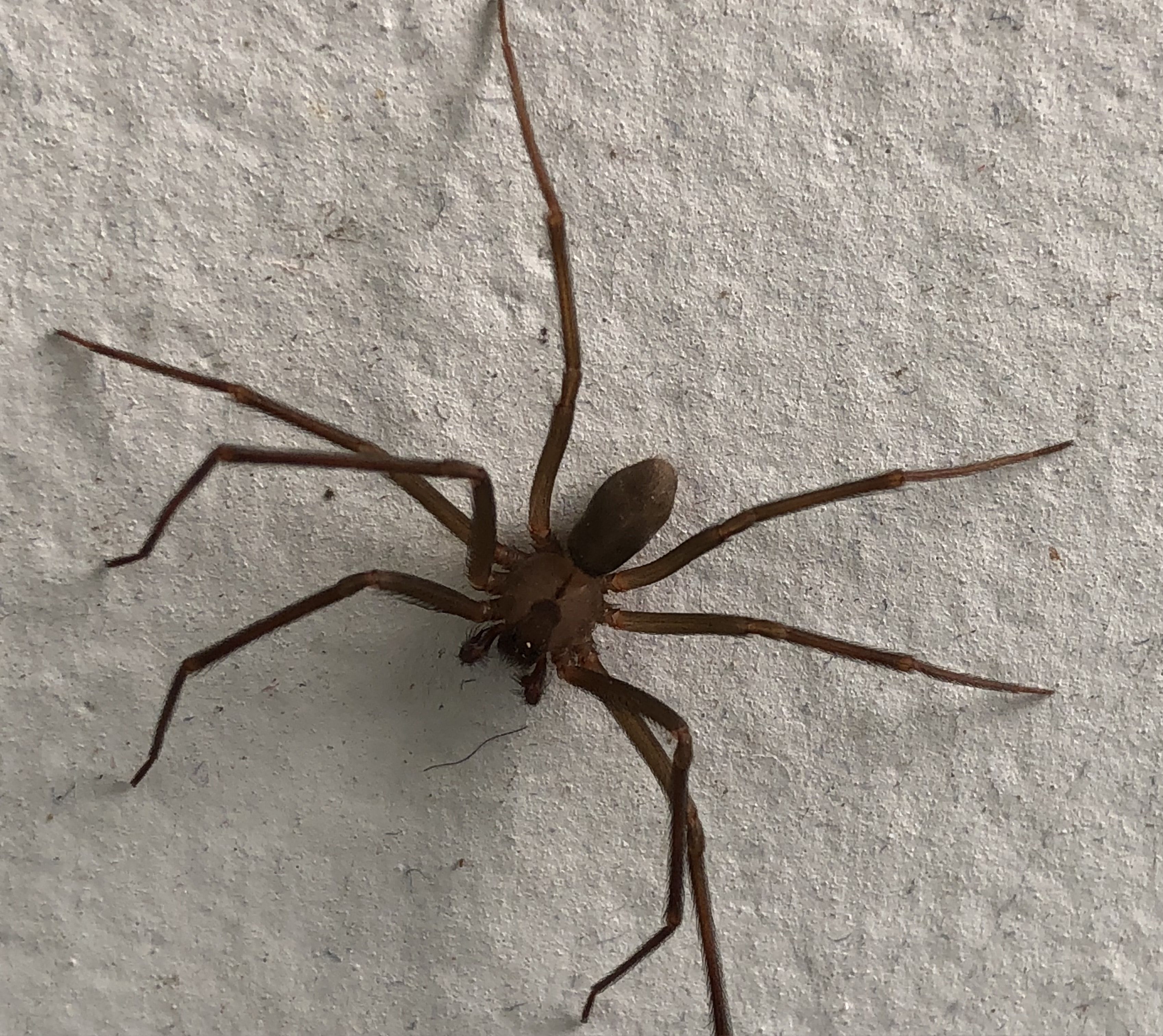 Male Loxosceles reclusa (Brown Recluse) in Cat Spring, Texas United States