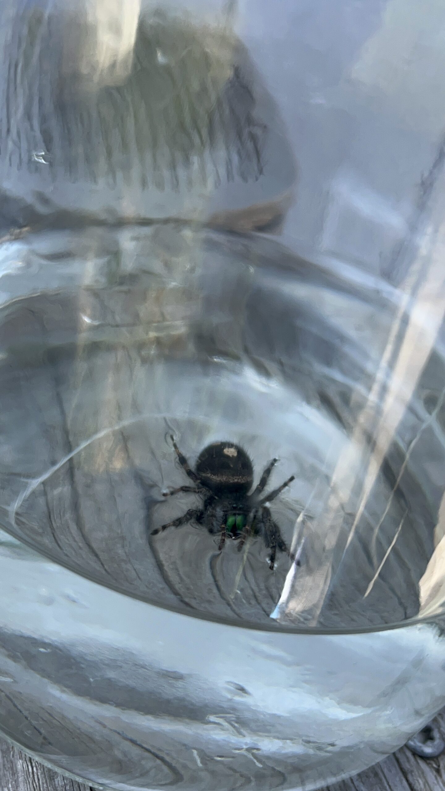 Unidentified spider in Salem, Oregon United States