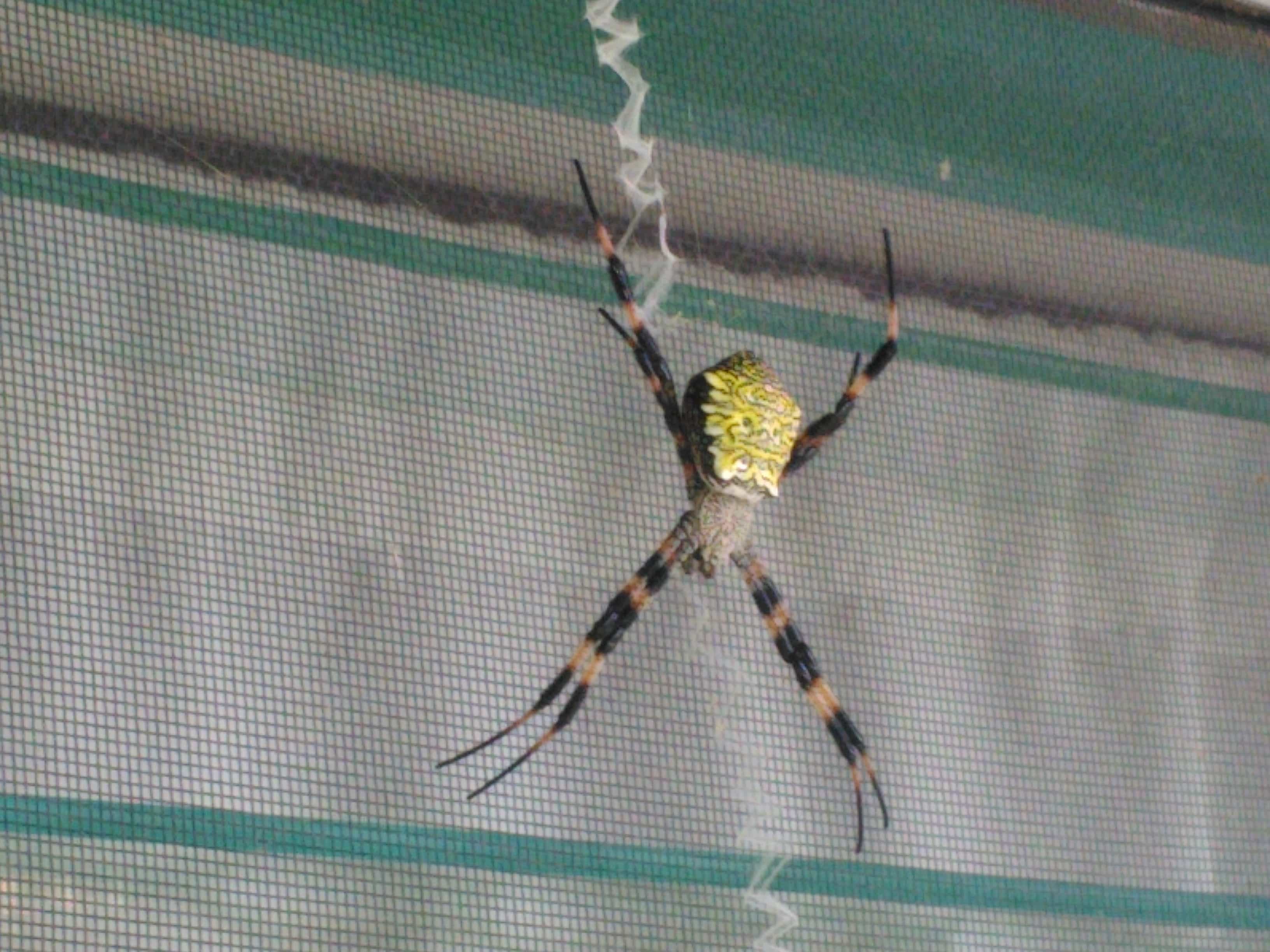 Female Argiope appensa (Hawaiian Garden Spider) in Papa Bay, Hawaii
