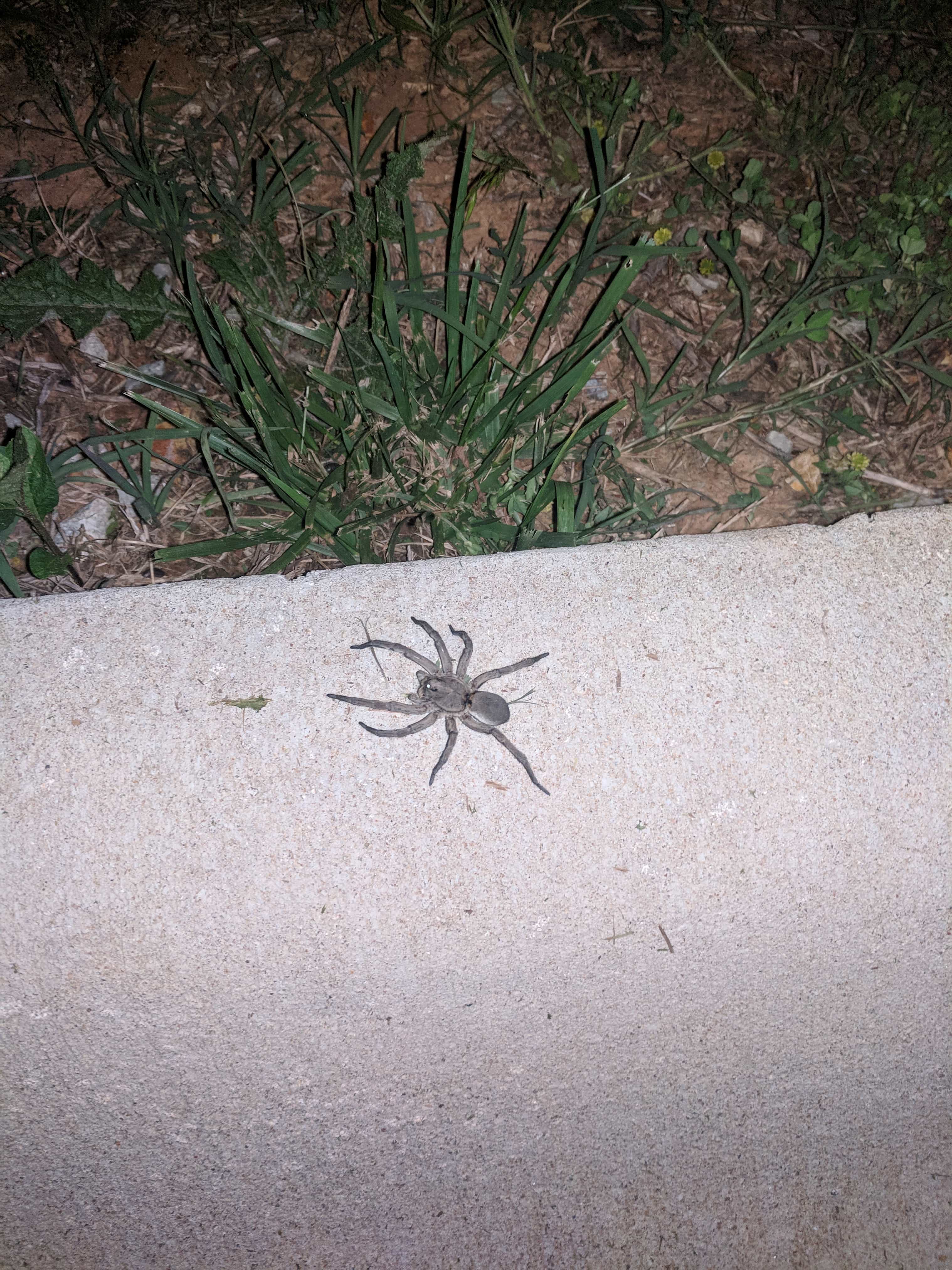 Spiders in Arkansas Species & Pictures