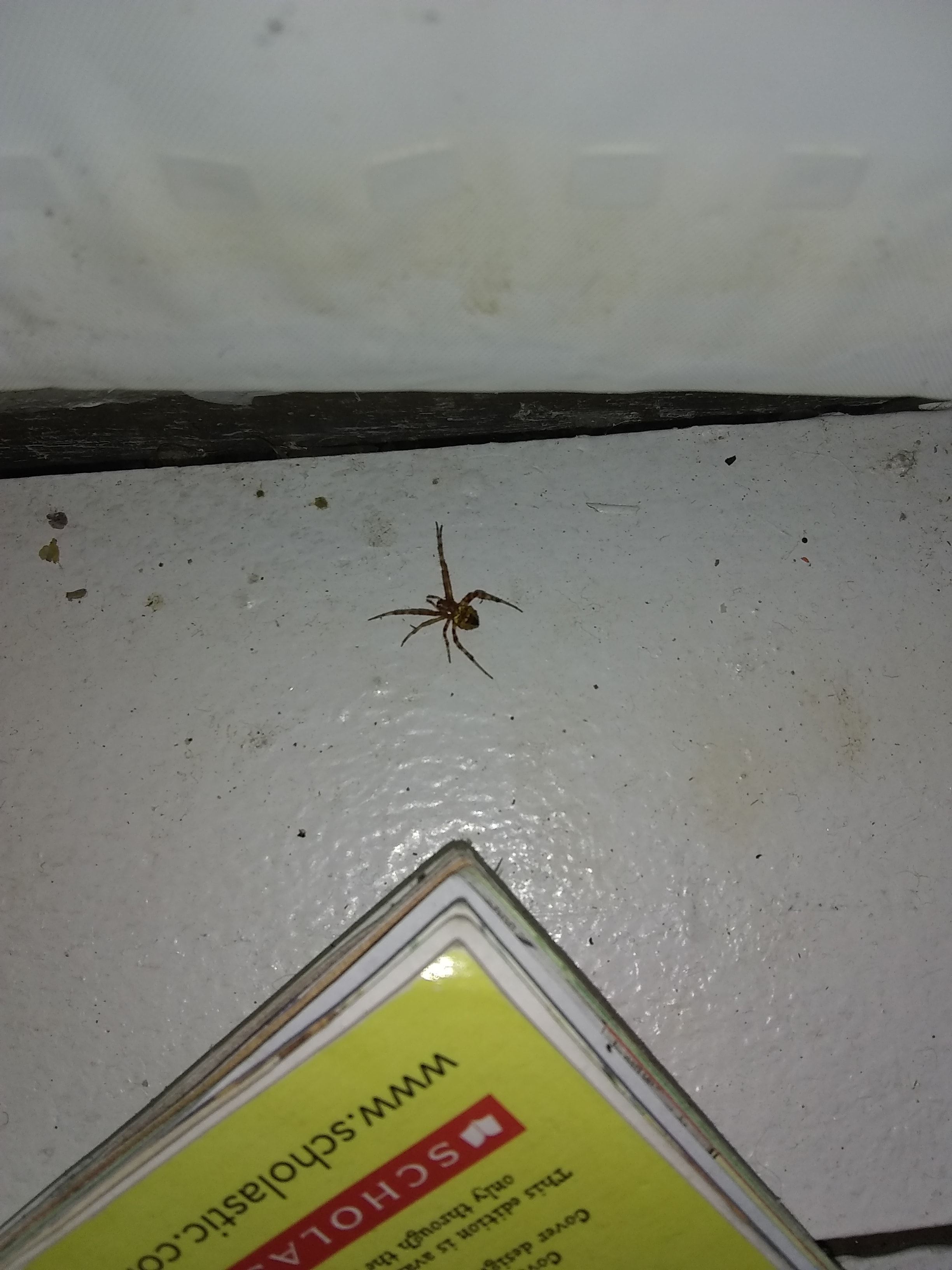 Spiders in Louisiana Species & Pictures