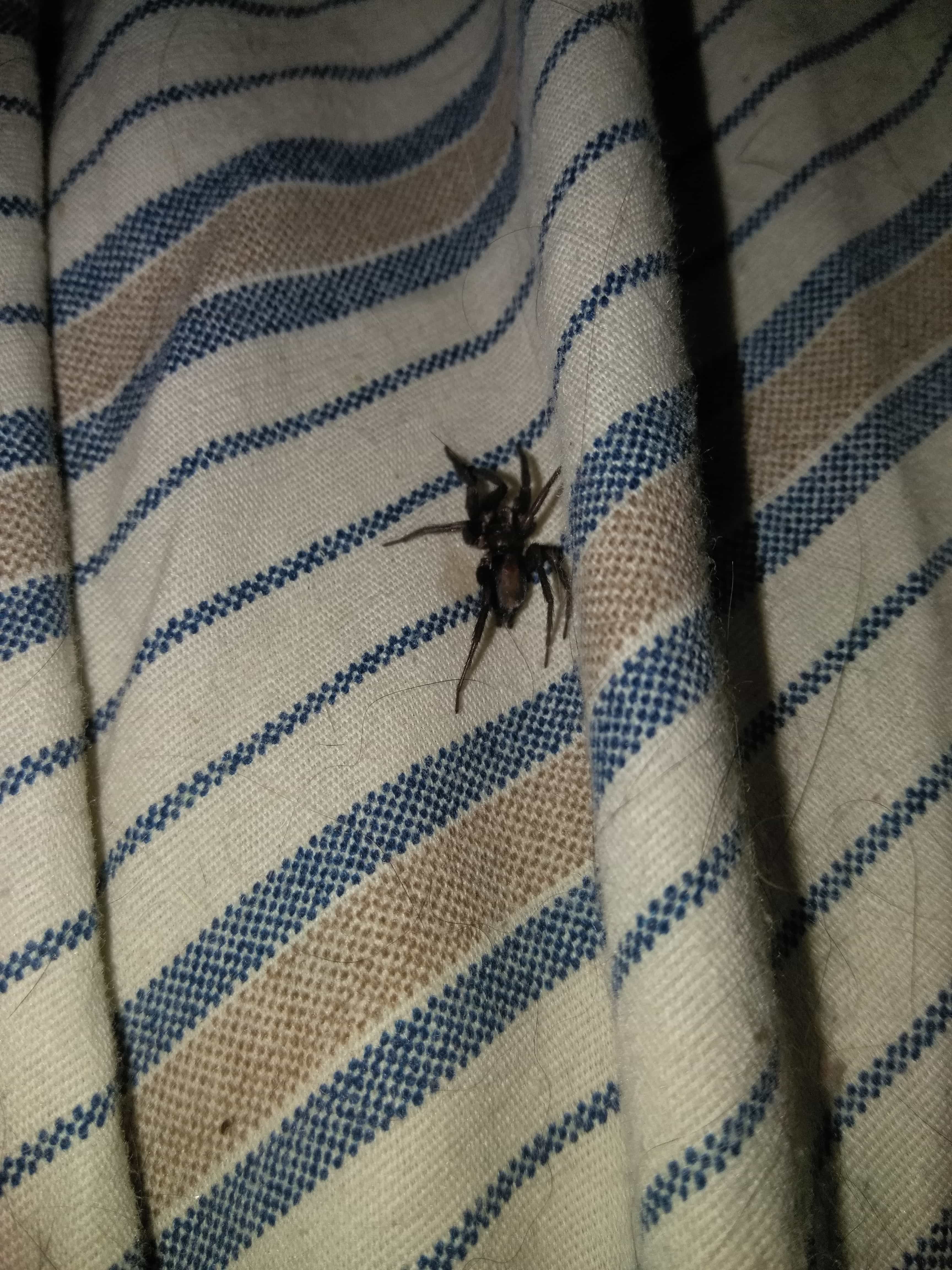 Spiders in Nevada Species & Pictures