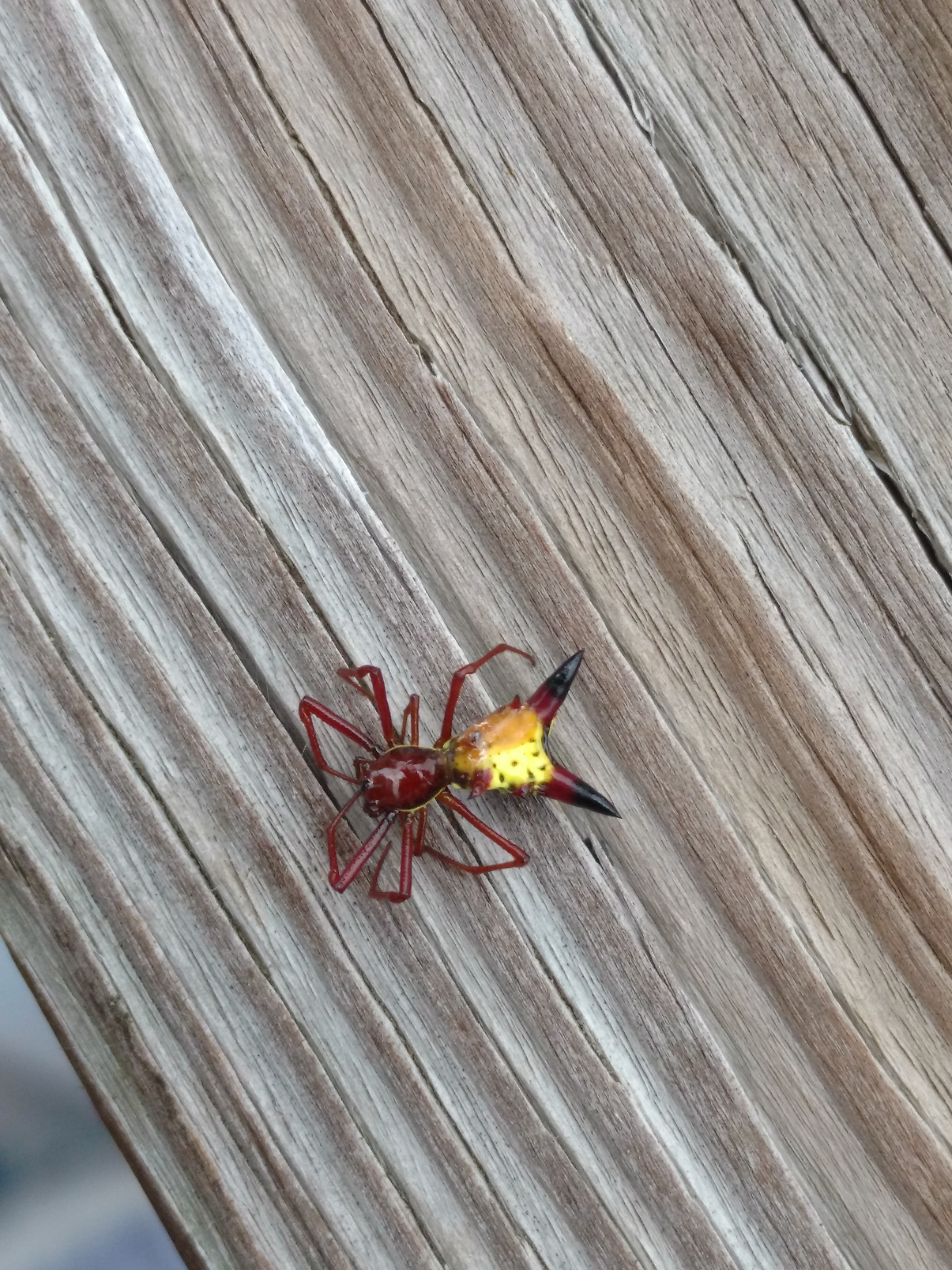 Spiders in North Carolina Species & Pictures