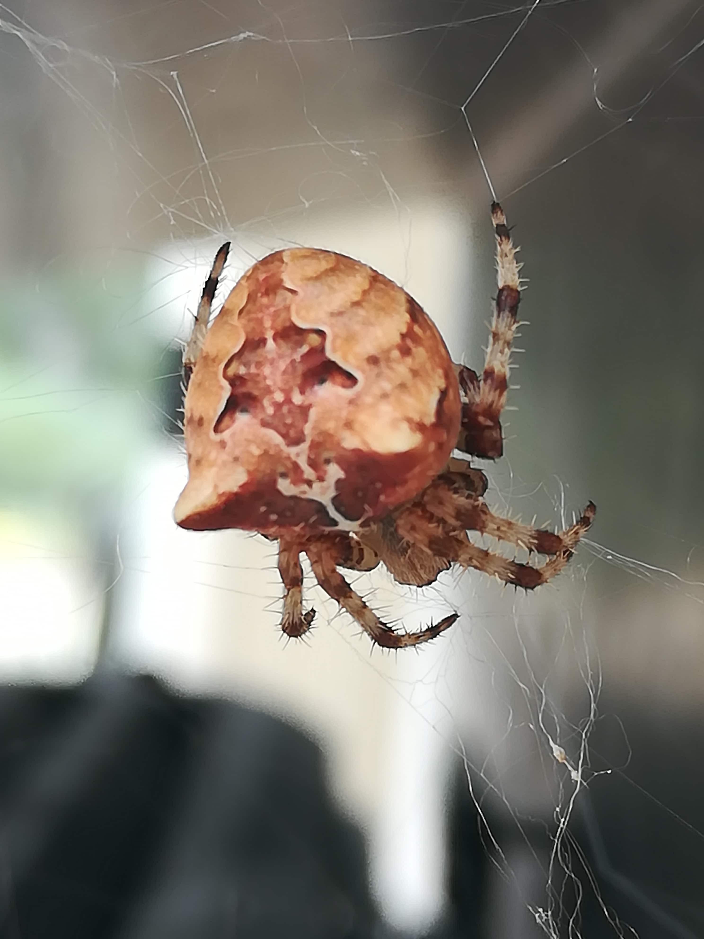 Unidentified spider in Ely at 7000 feet about one mile from Cave Lake