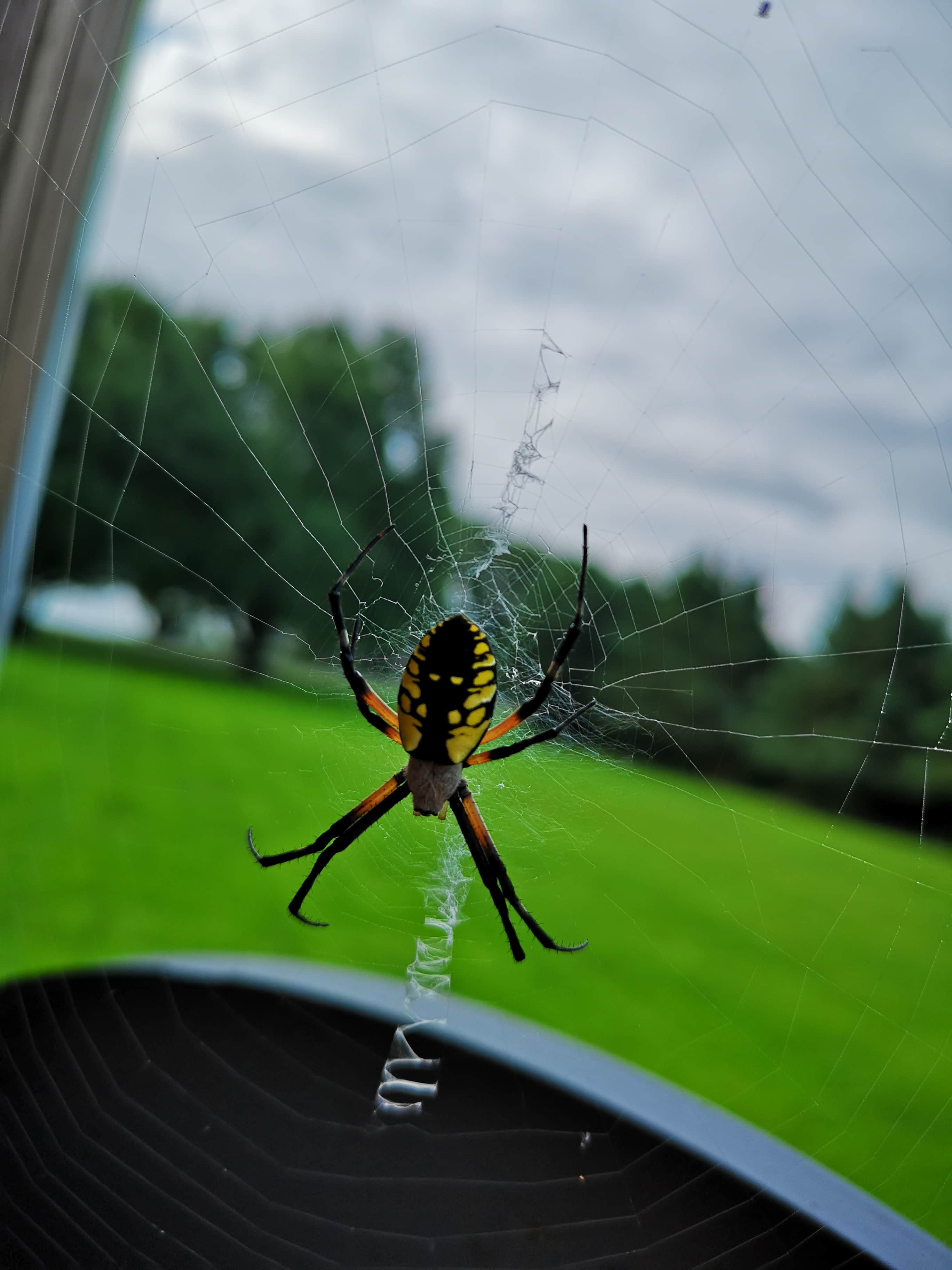 Spiders in Ontario Species & Pictures