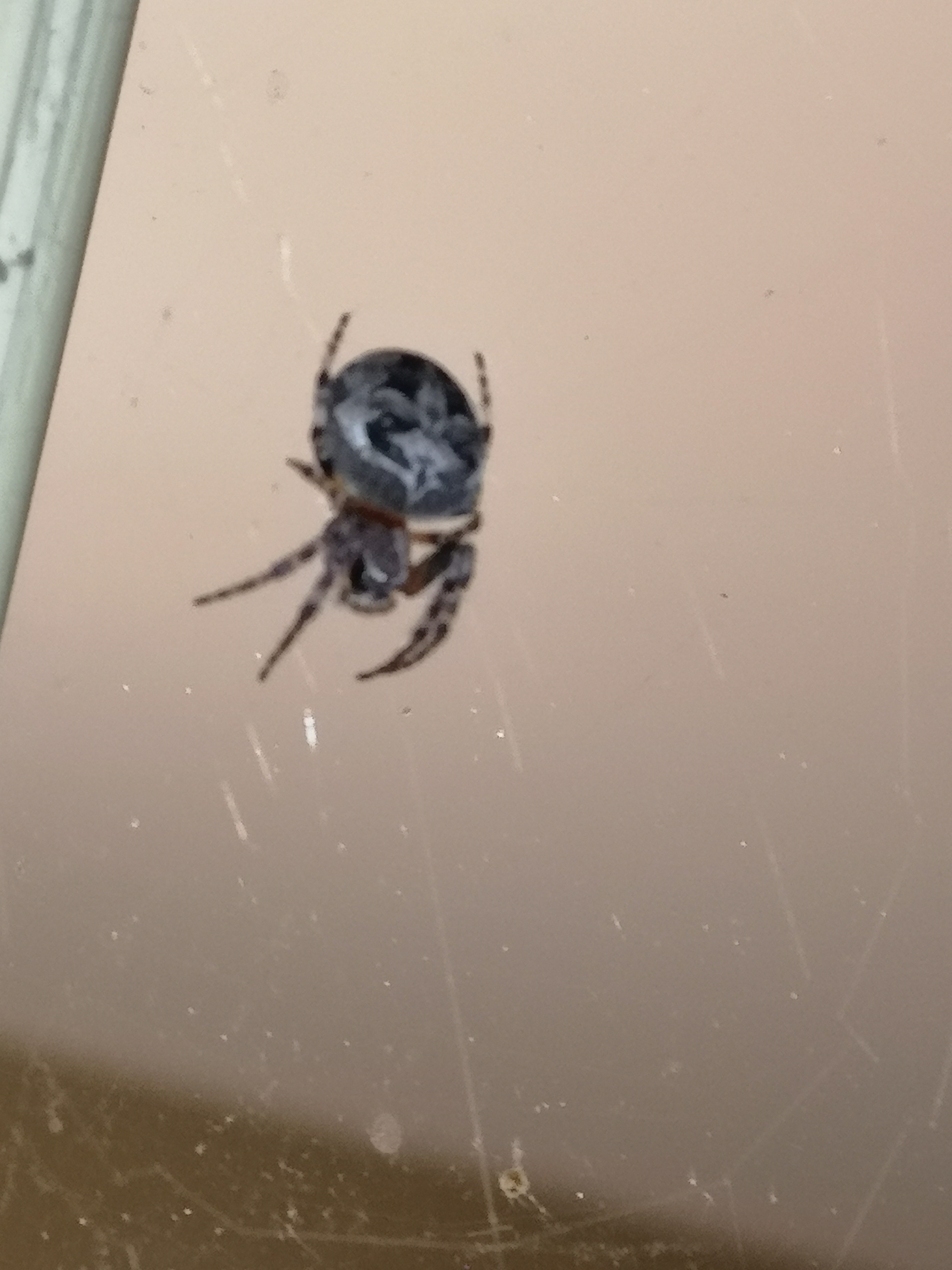 Spiders in Ontario Species & Pictures