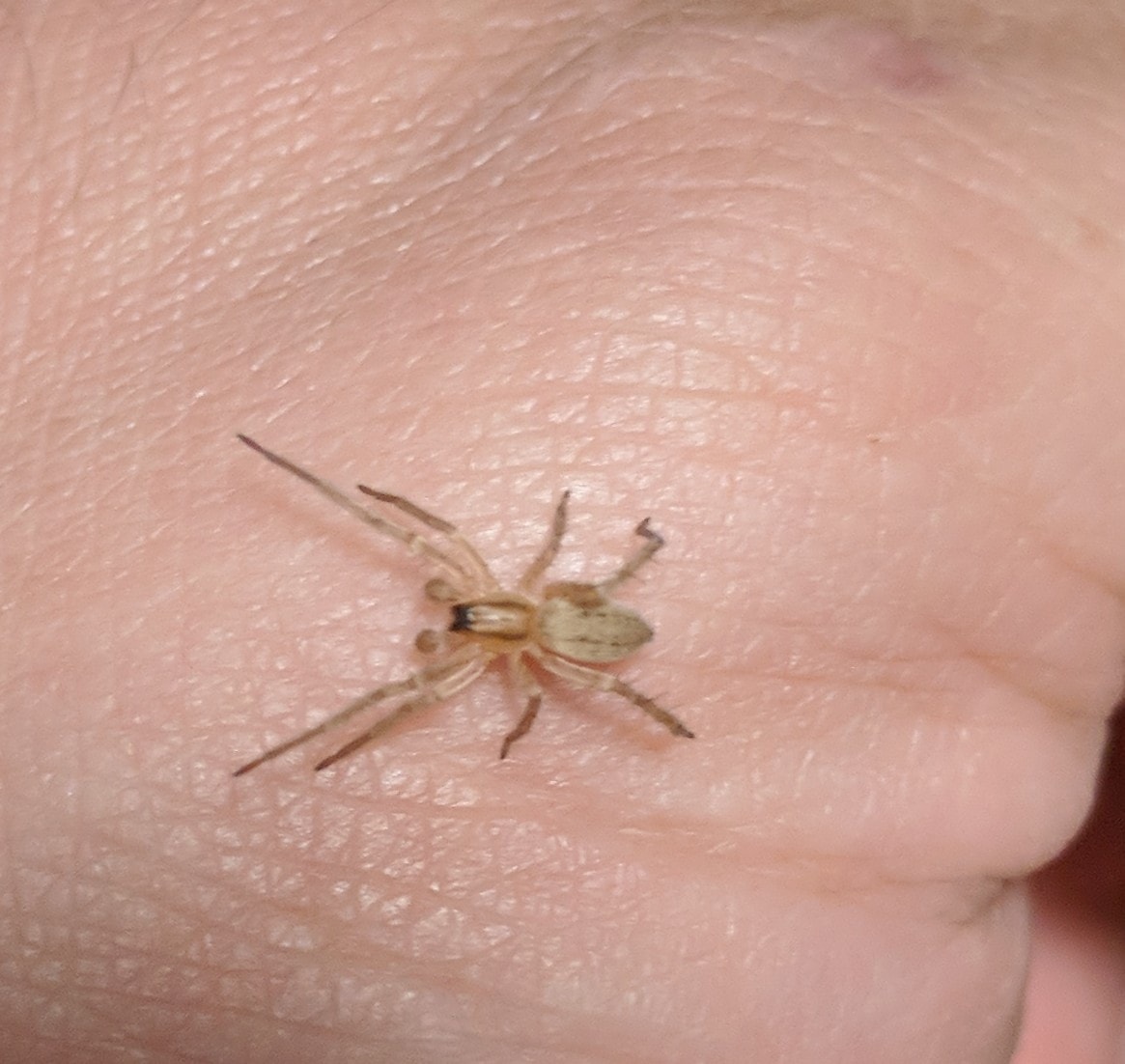 Spiders in New Hampshire Species & Pictures