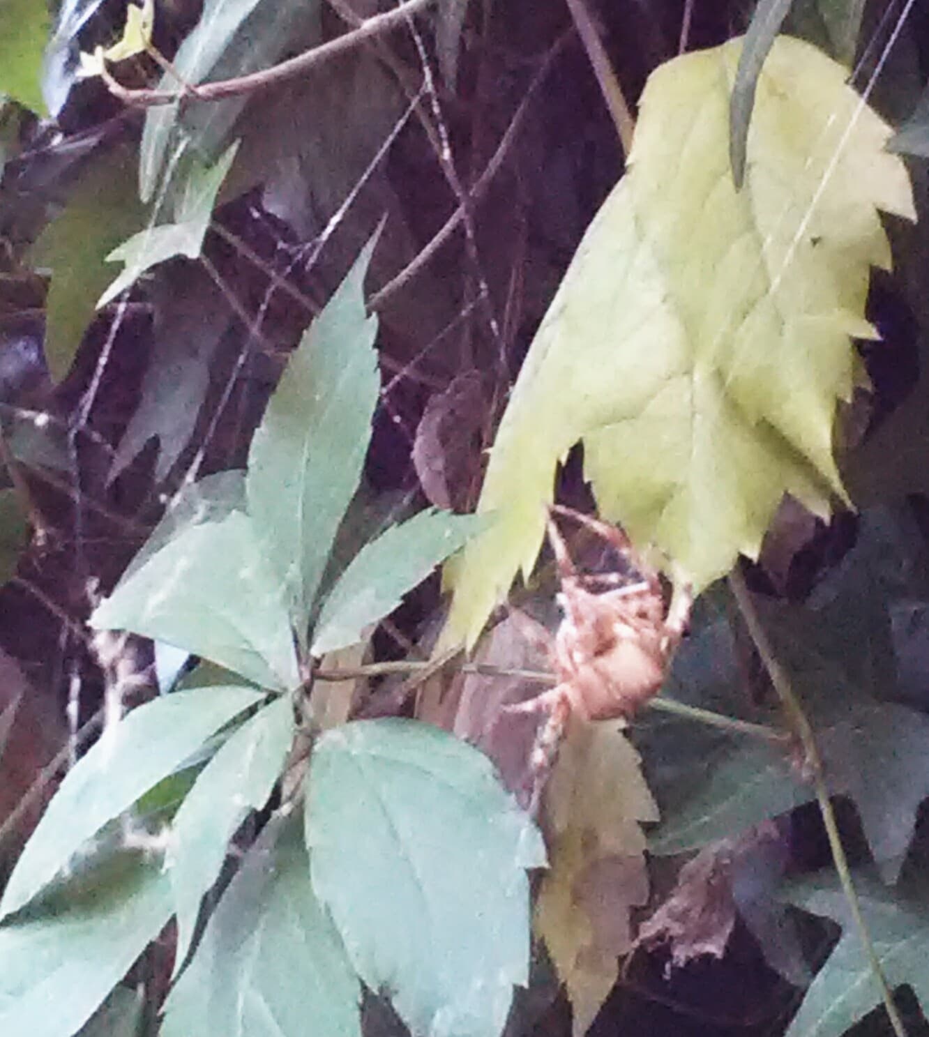 Unidentified spider in LEWISTON, Idaho United States