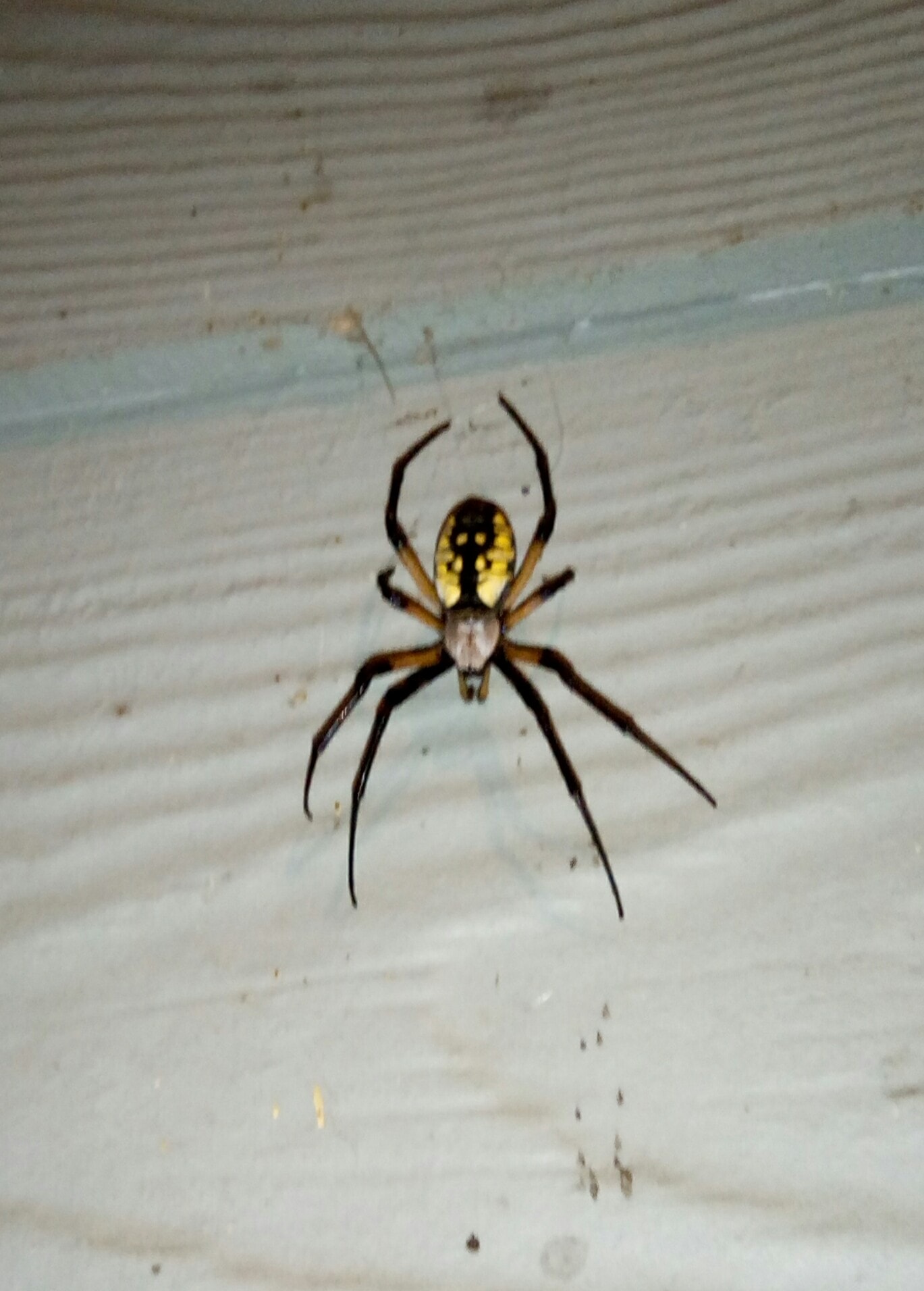 Female Argiope aurantia (Black and Yellow Garden Spider) in Maryville