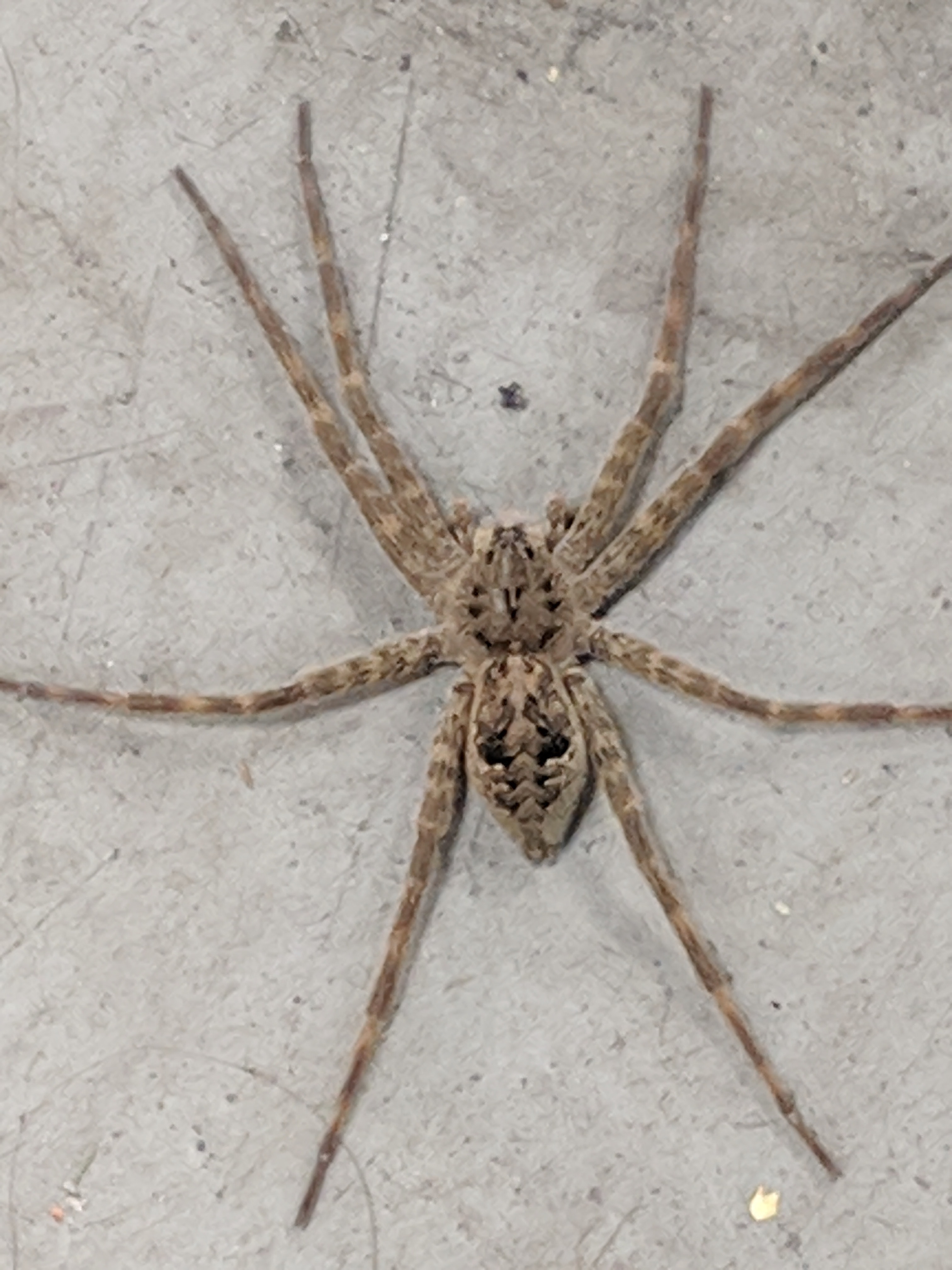 Dolomedes tenebrosus (Dark Fishing Spider) in Myrtle Beach, South