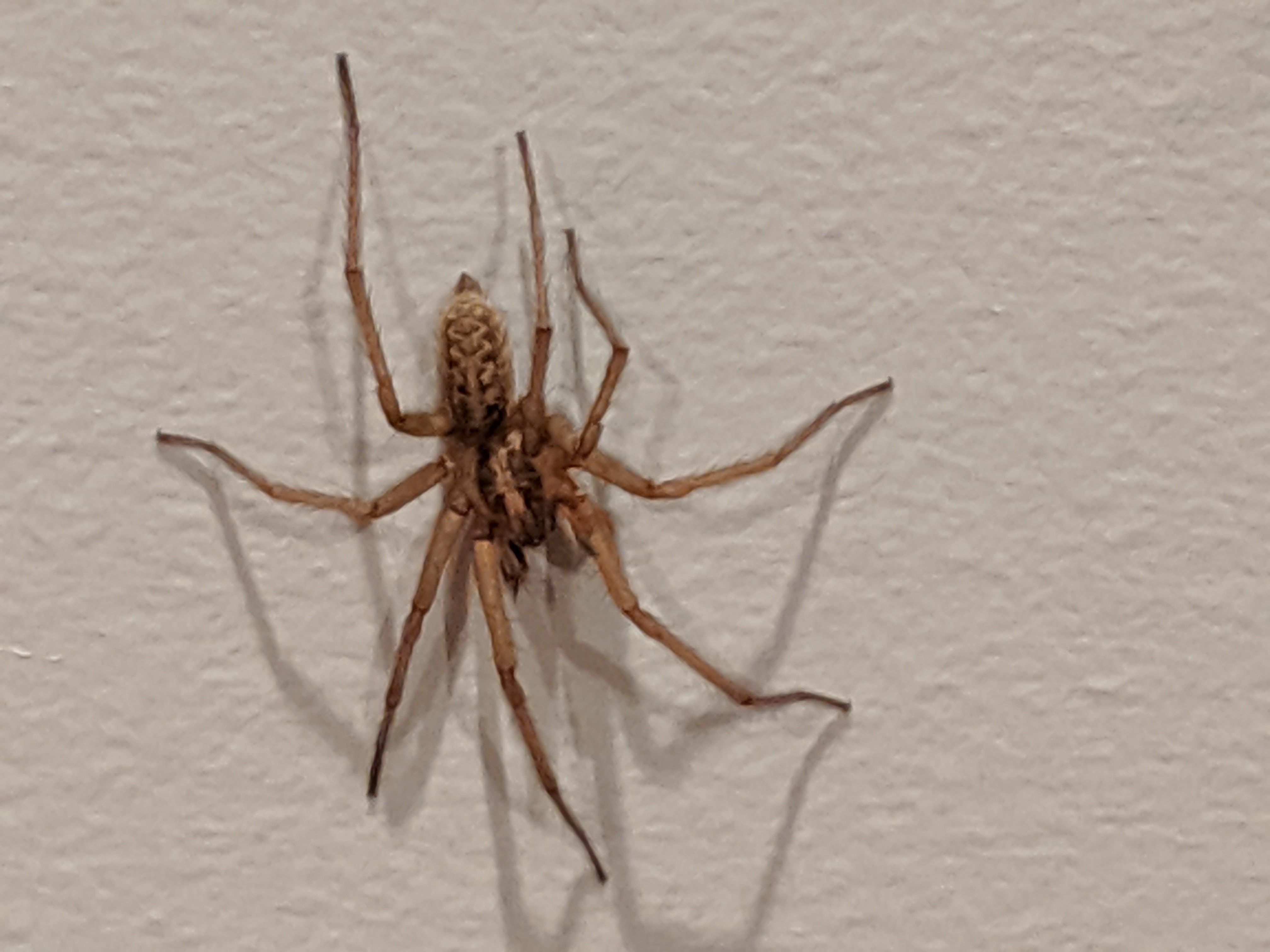 Unidentified spider in Barrie, Ontario Canada