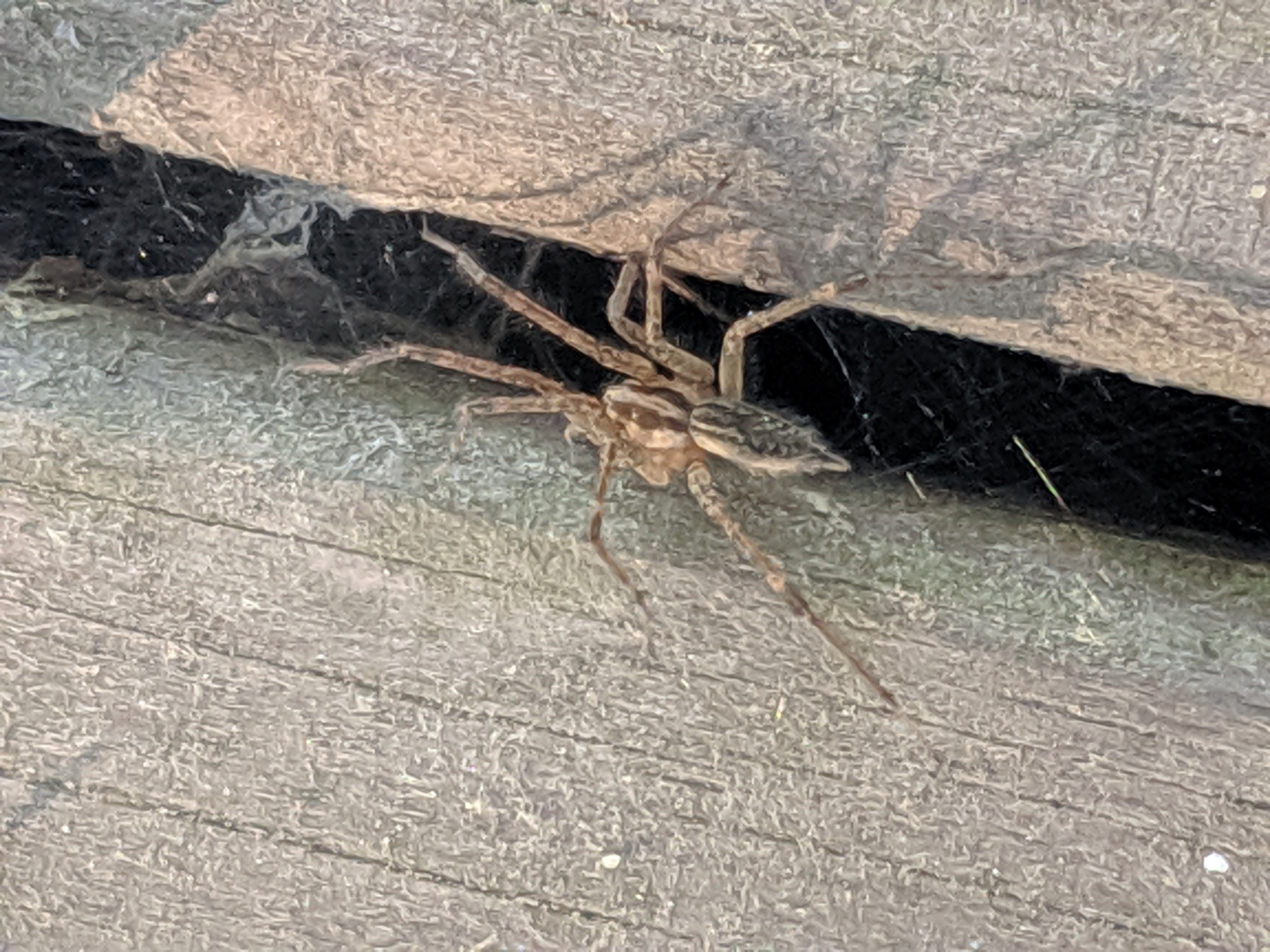 Unidentified spider in Woodsville, New Hampshire United States