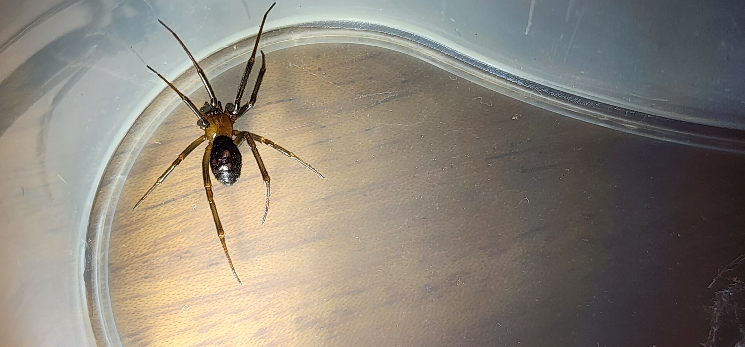 Unidentified spider in Idaho United States