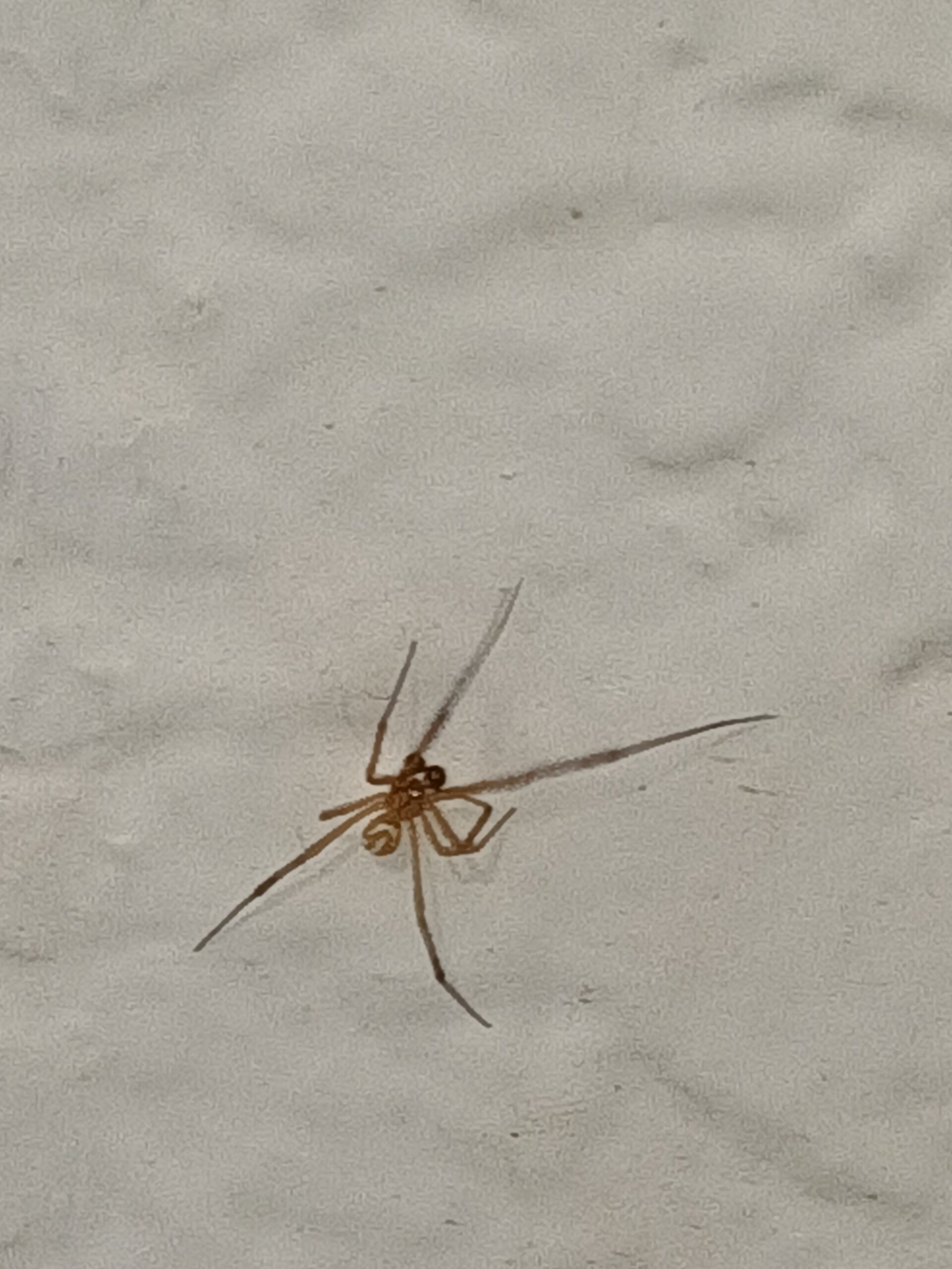 Unidentified spider in Yuma, Arizona United States