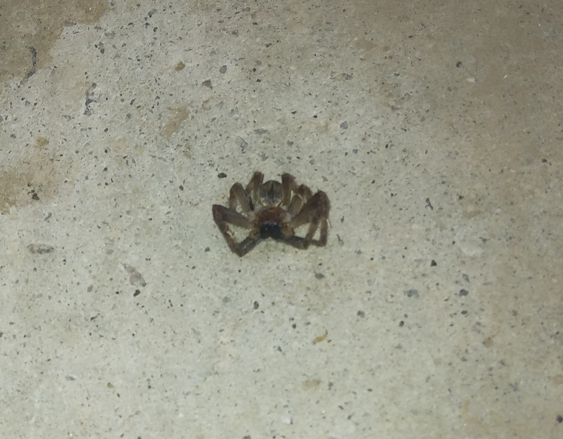 Unidentified spider in Yuma, Arizona United States