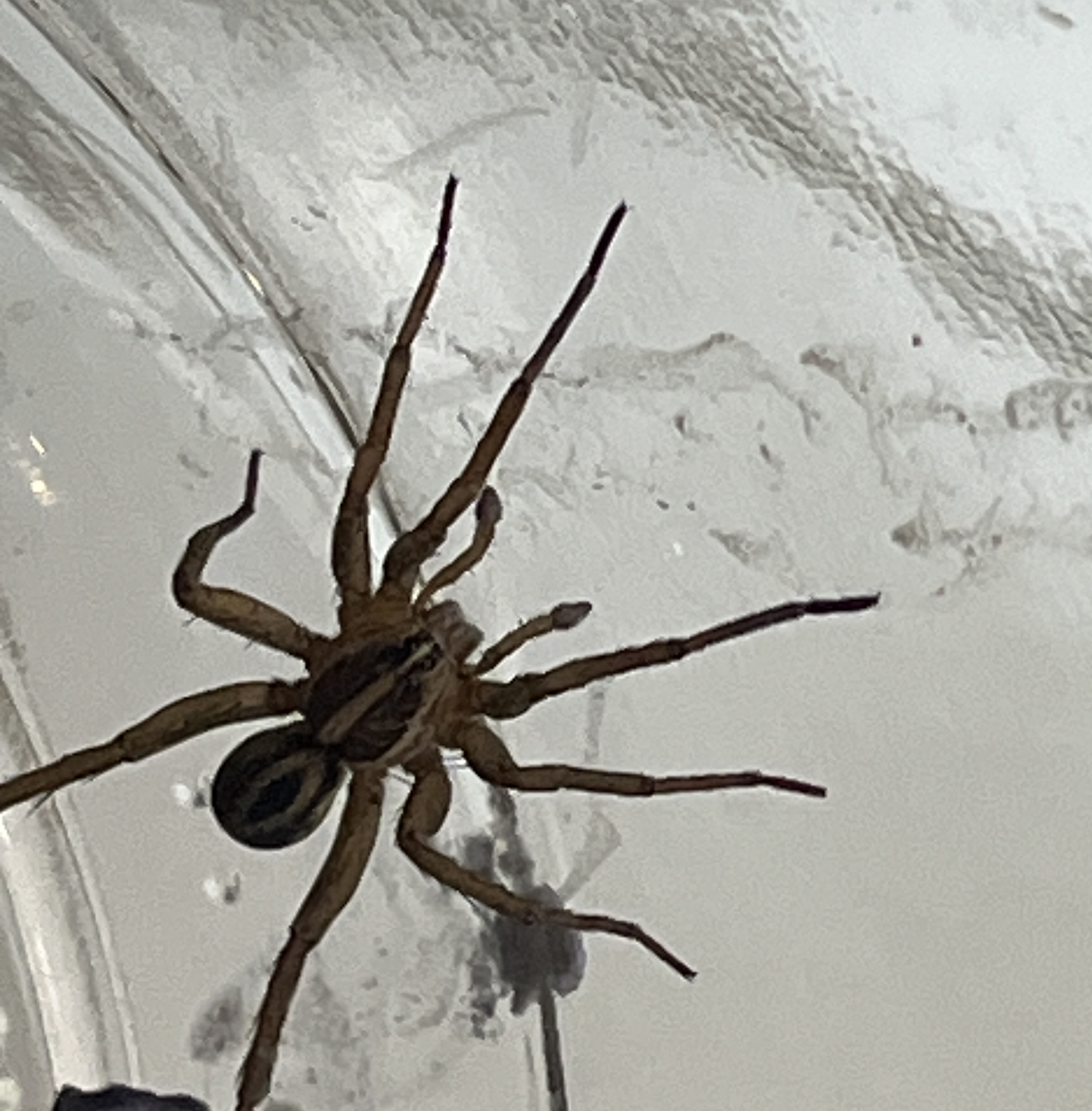 Unidentified spider in New Orleans , Louisiana United States