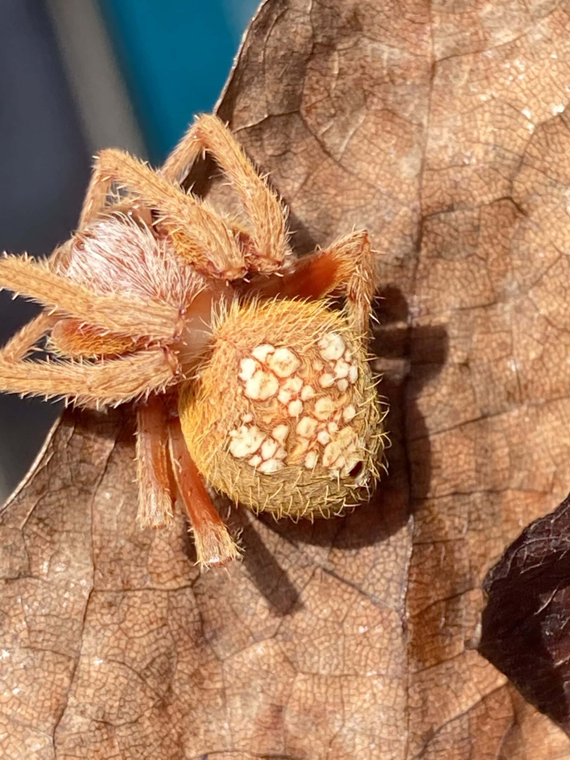 Unidentified spider in HATTIESBURG, Mississippi United States