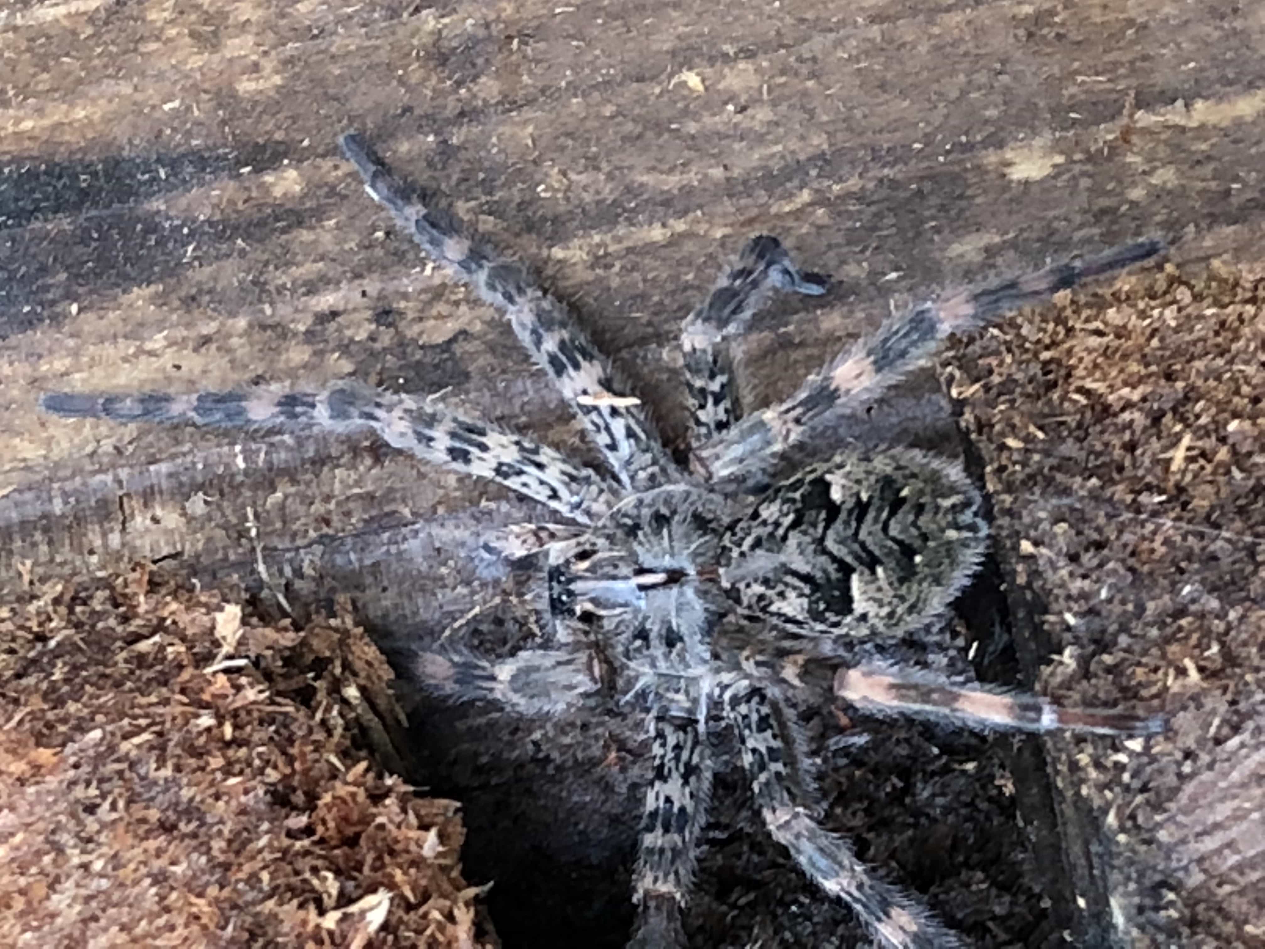 Spiders in Nebraska Species & Pictures