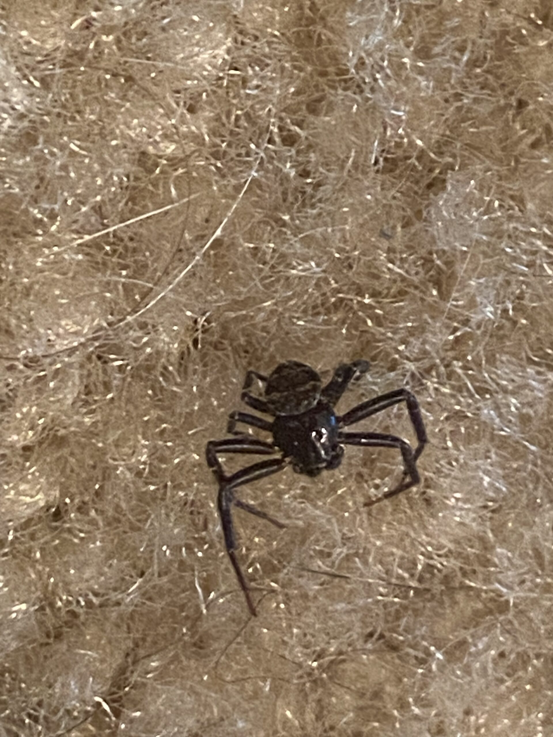 Unidentified spider in Tallahassee, Florida United States