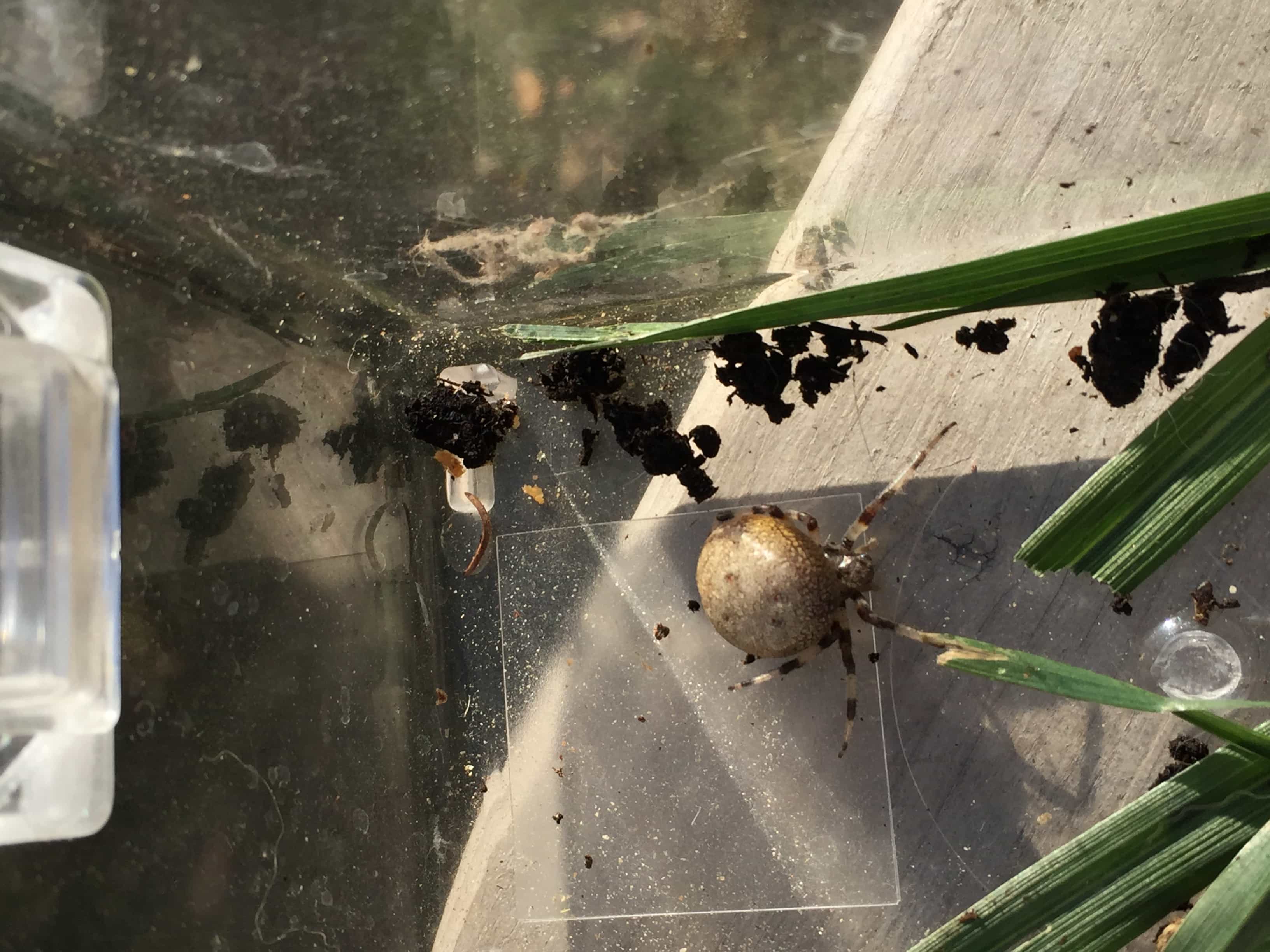 Unidentified spider in Lashburn Saskatchewan , Saskatchewan Canada