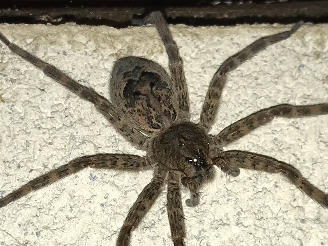 Dolomedes tenebrosus (Dark Fishing Spider) in Dalmatia, Pennsylvania