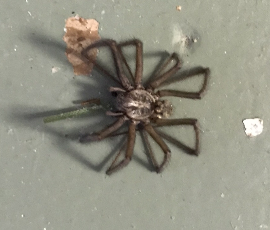 Unidentified spider in Salem, Oregon United States