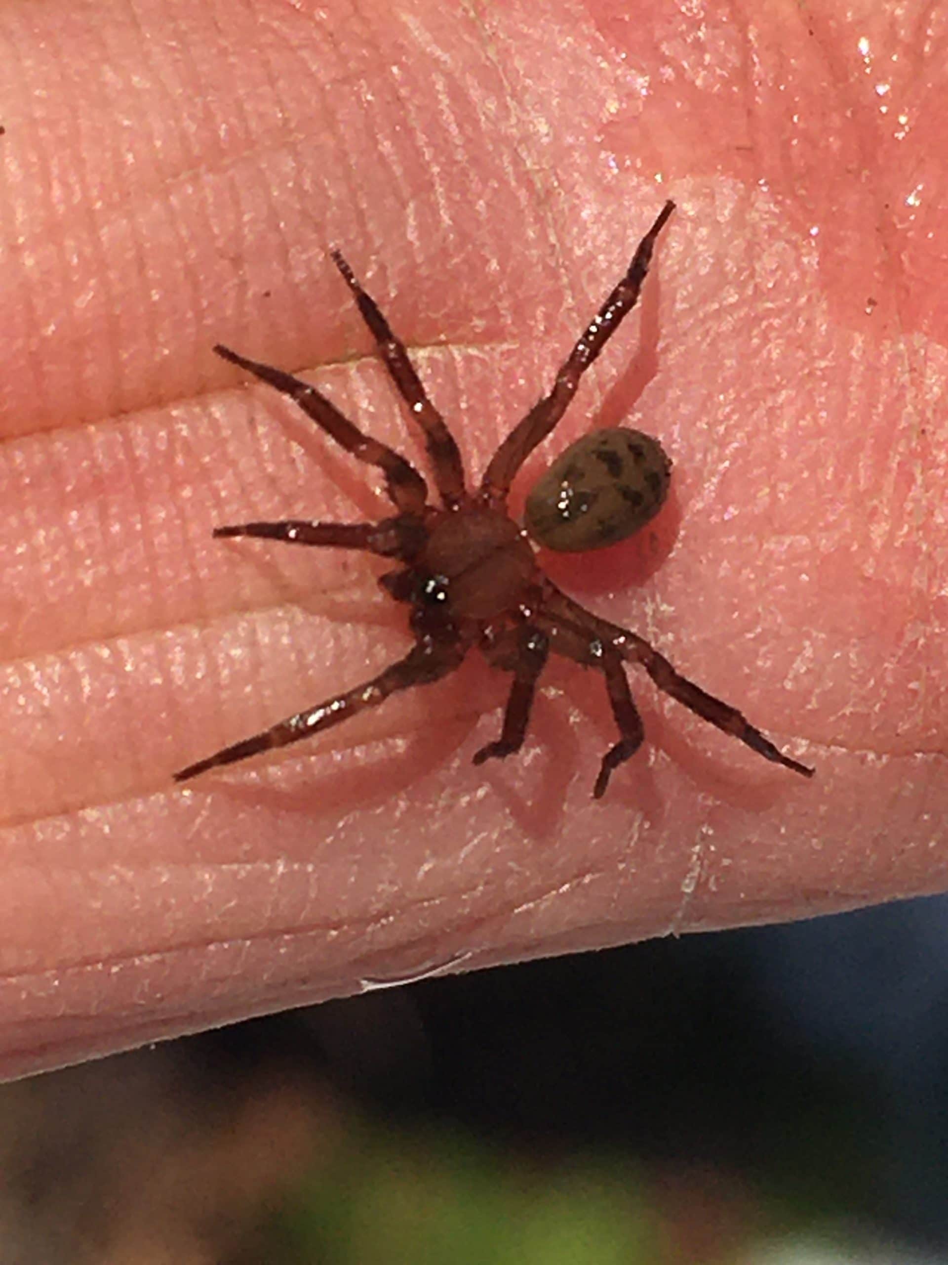 Unidentified spider in Walpole, New Hampshire United States