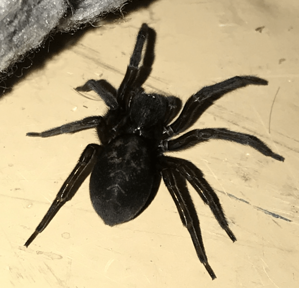 Amaurobius ferox (Black LaceWeaver) in Haddonfield , New Jersey United