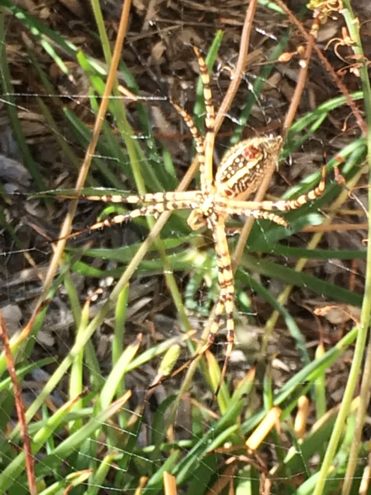Female Argiope (Garden Orbweavers) in Ladera Ranch, southern CA