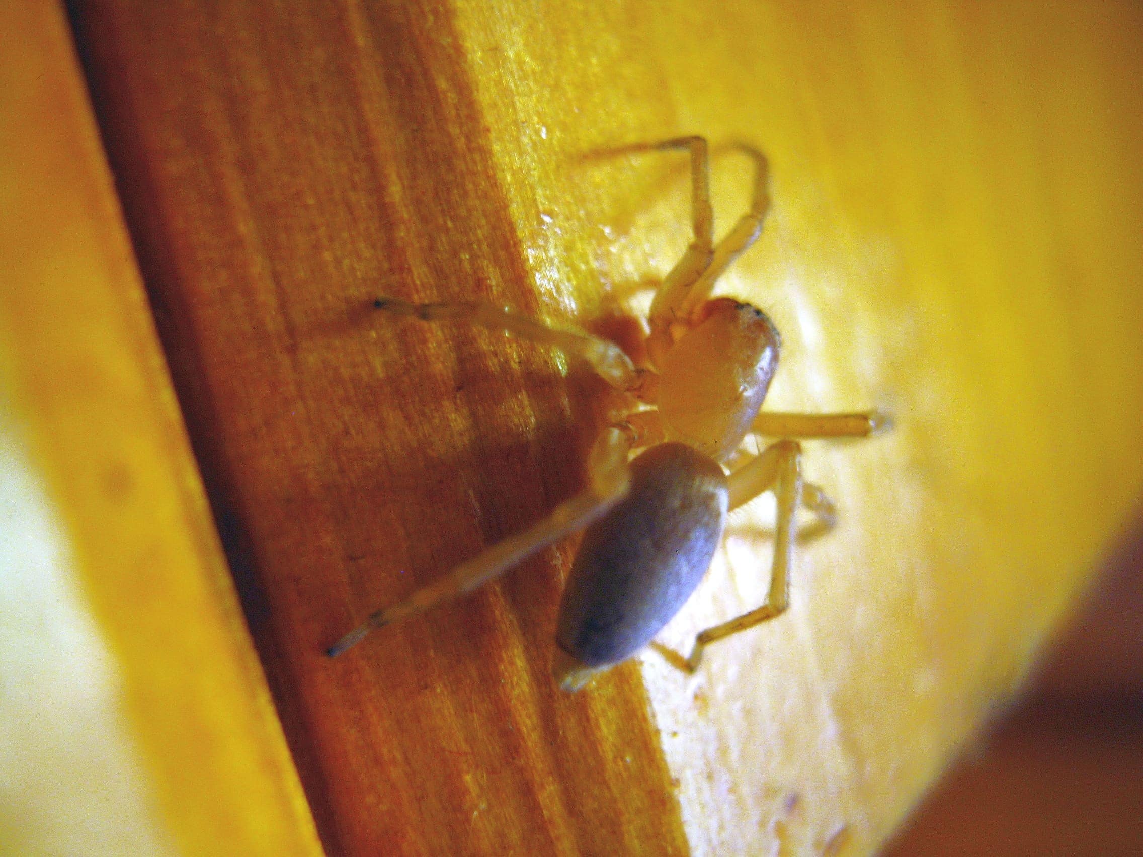 Clubiona (Leafcurling Sac Spiders) in Troy, Maine United States