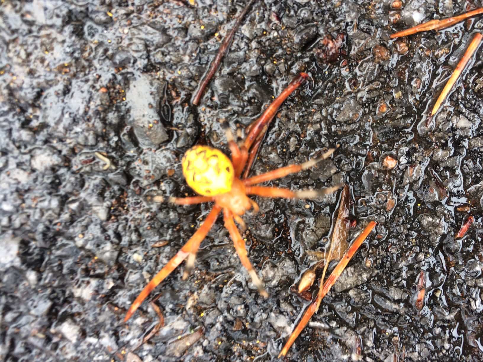 Araneus marmoreus (Marbled Orbweaver) in Dalton, United States