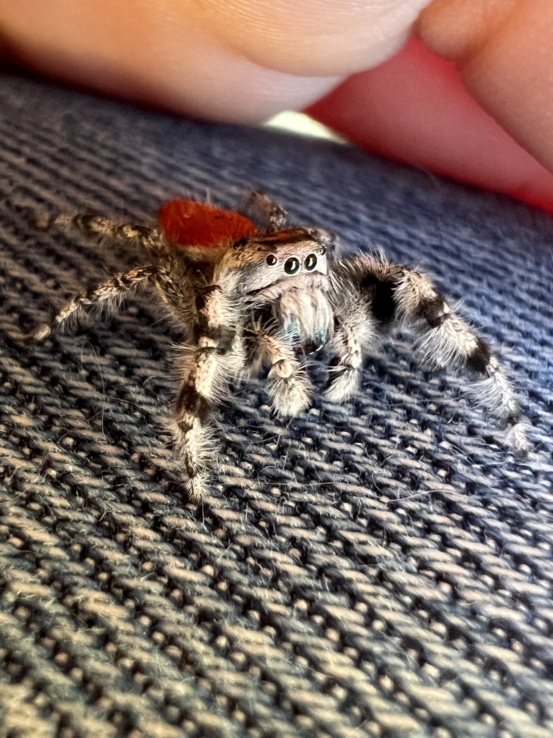 Phidippus johnsoni (Johnson Jumping Spider) in Los angeles., California
